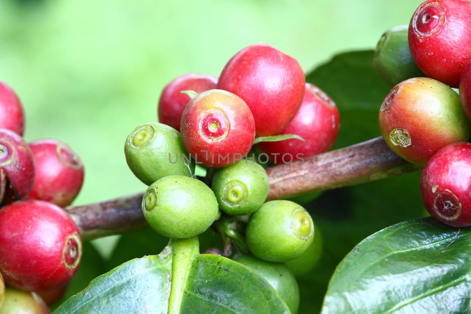 Coffee tree with ripe berries on farm by bajita111122