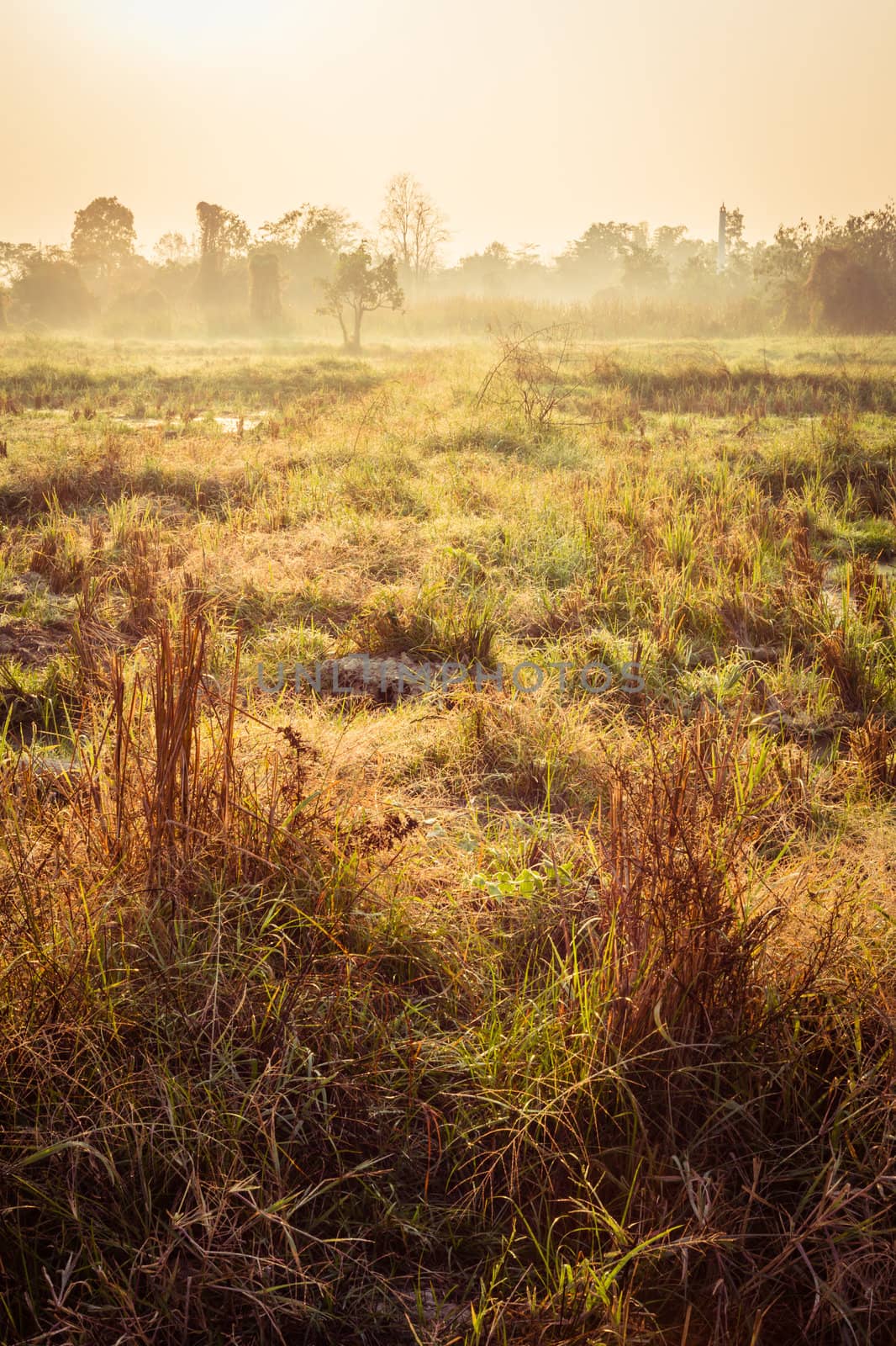 grass field with sunrise and fog in morning time