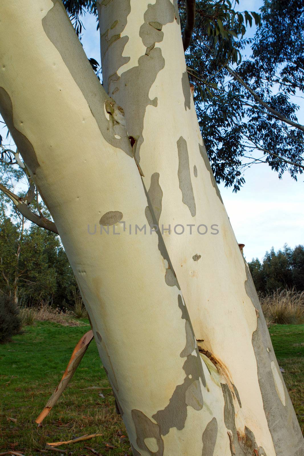 silver birch tree peeling in the winter