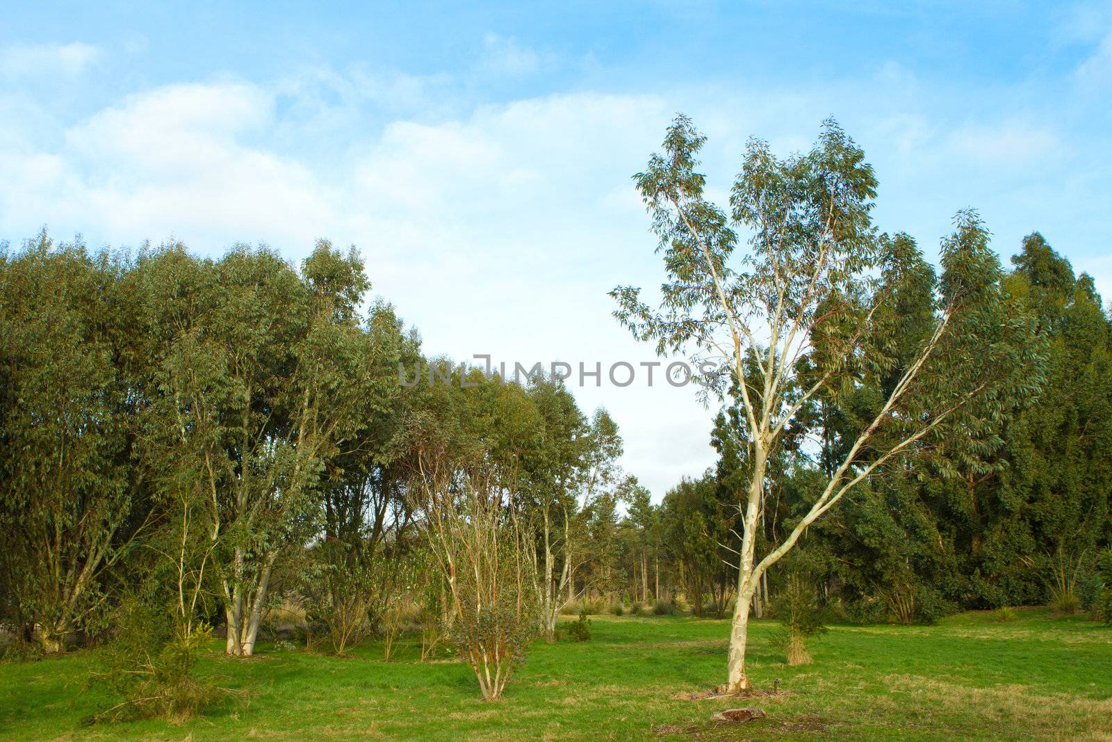 silver birch tree in the english countryside