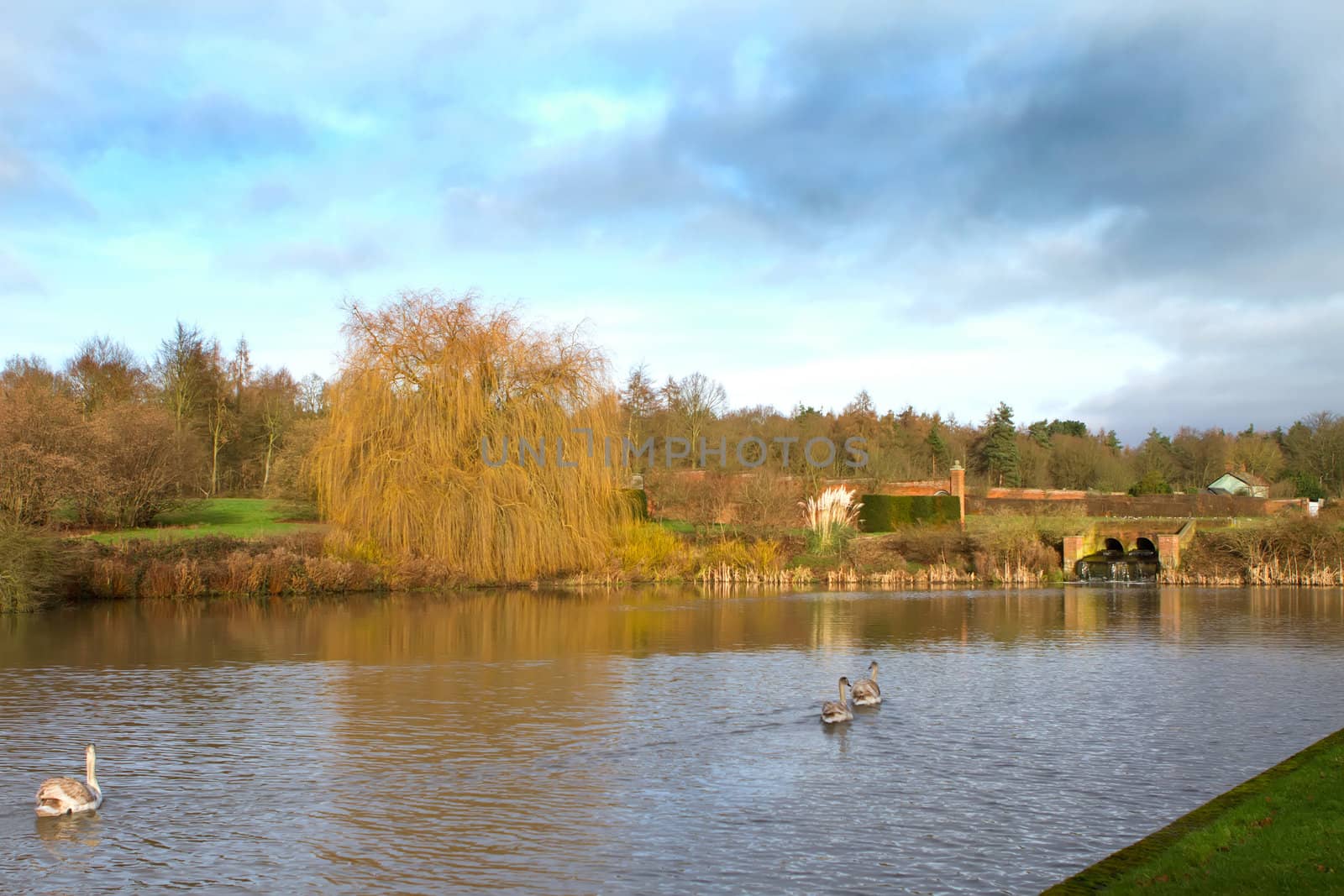 swans in an countryside scene