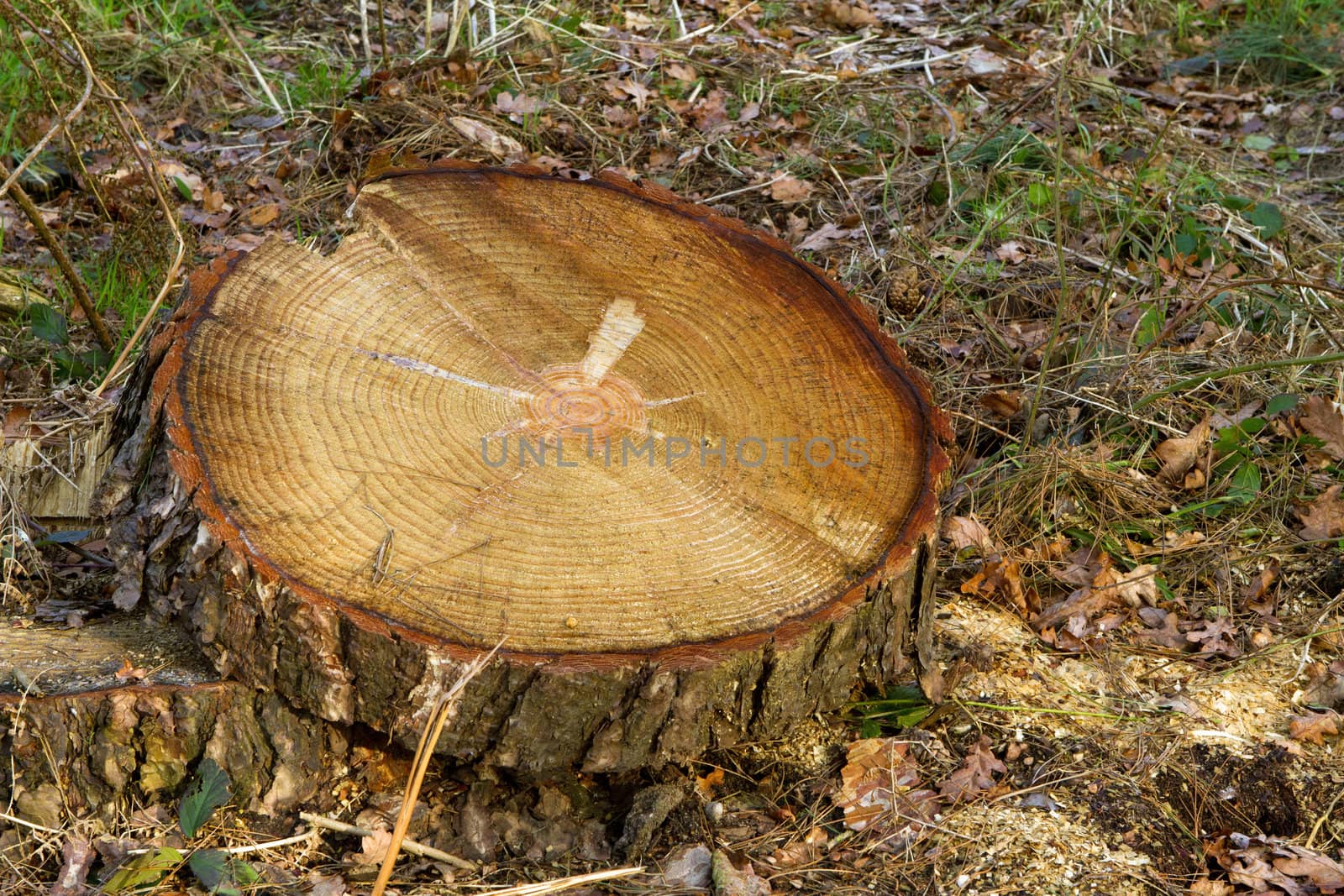 tree stump rotting in the countryside