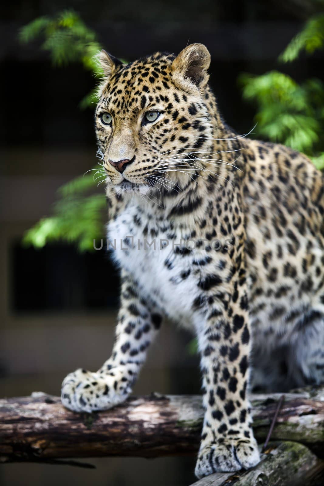A closeup of a leopard in a zoo