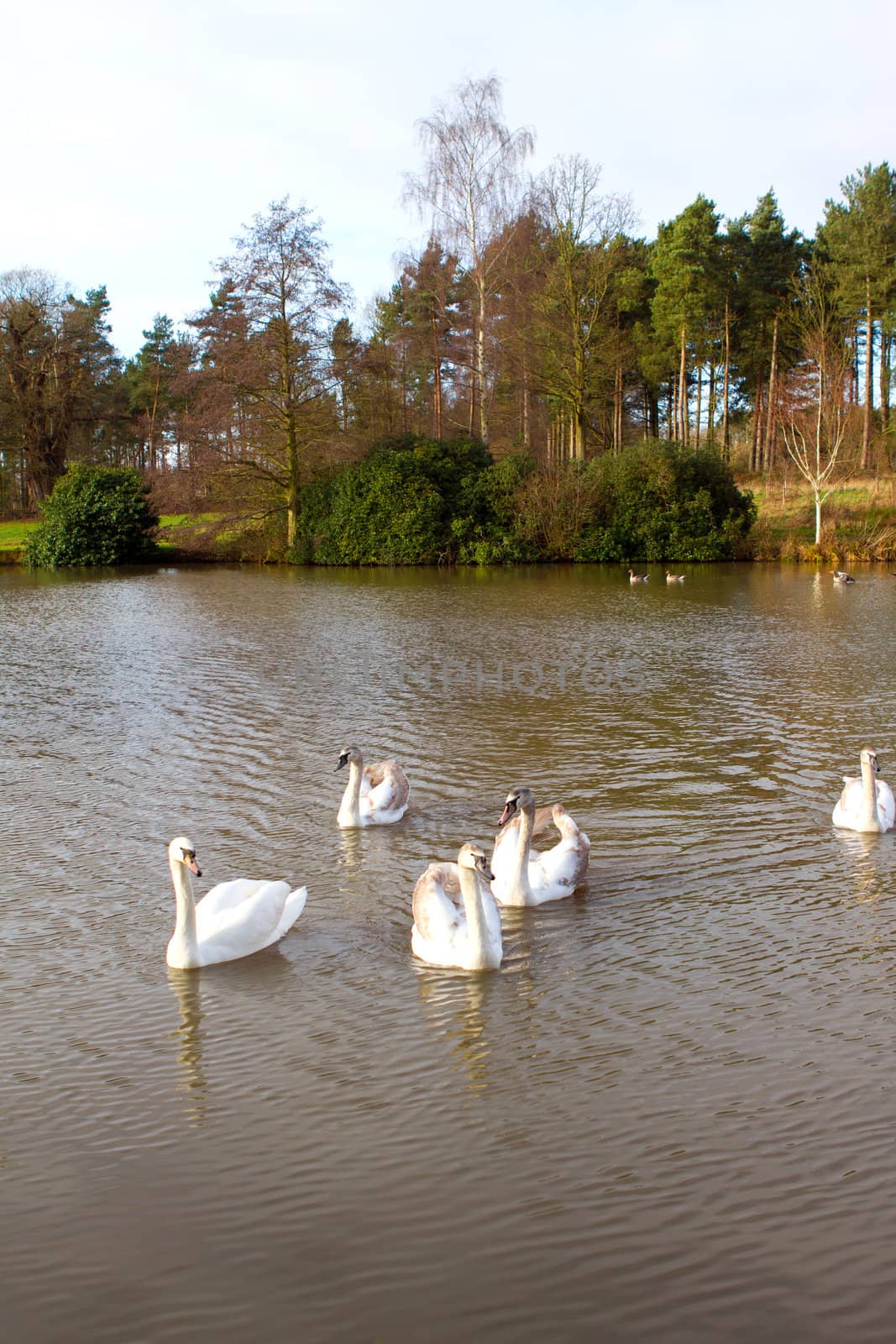 swans in an countryside scene