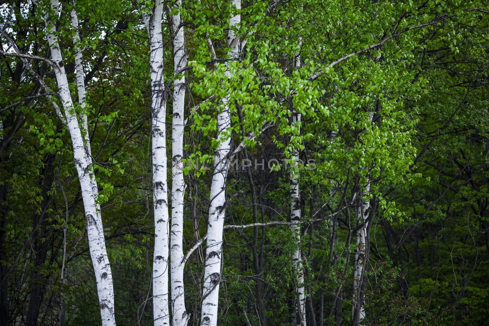 spring aspen forest in Hokkaido, Japan