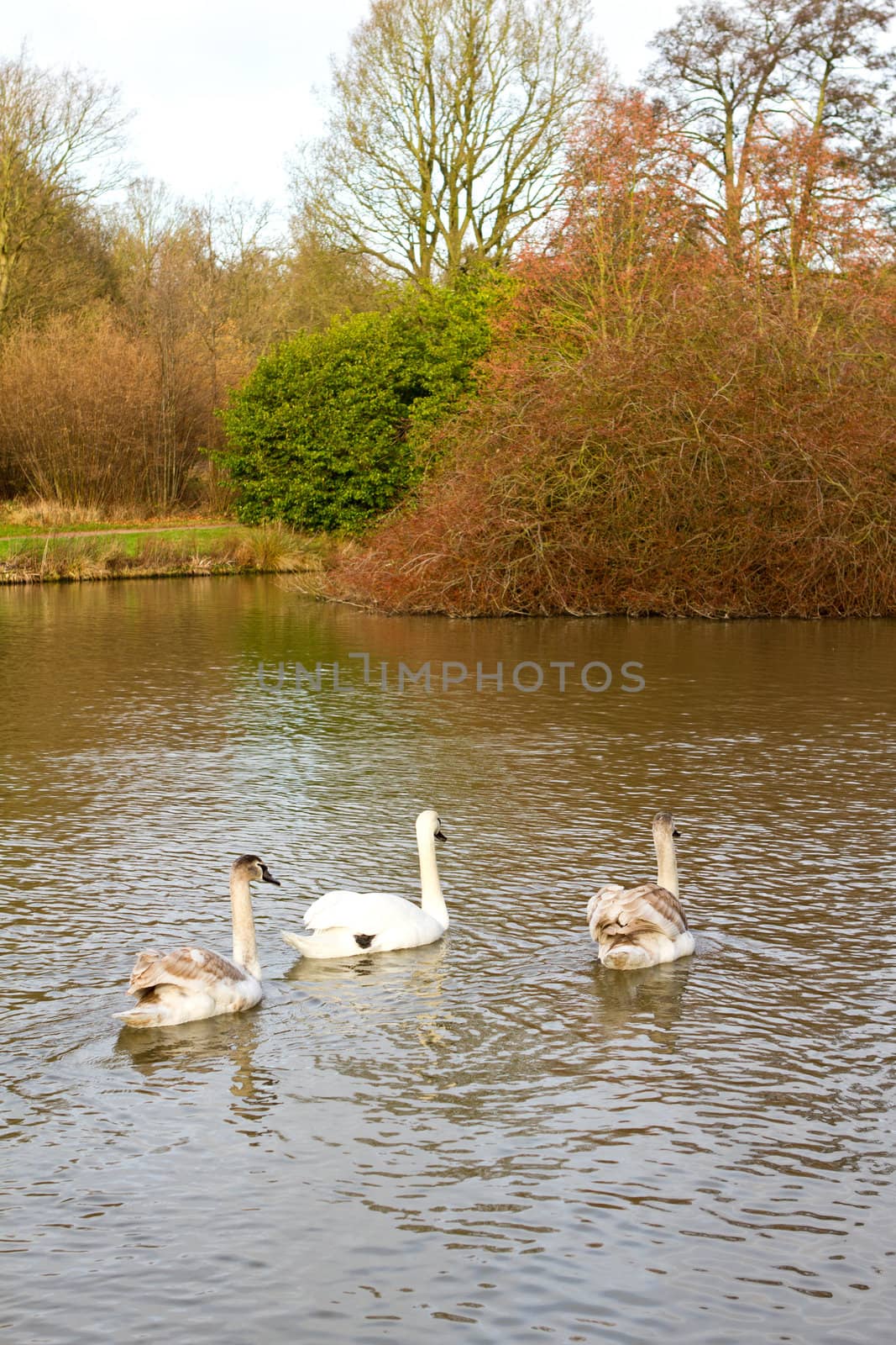 swans in an countryside scene