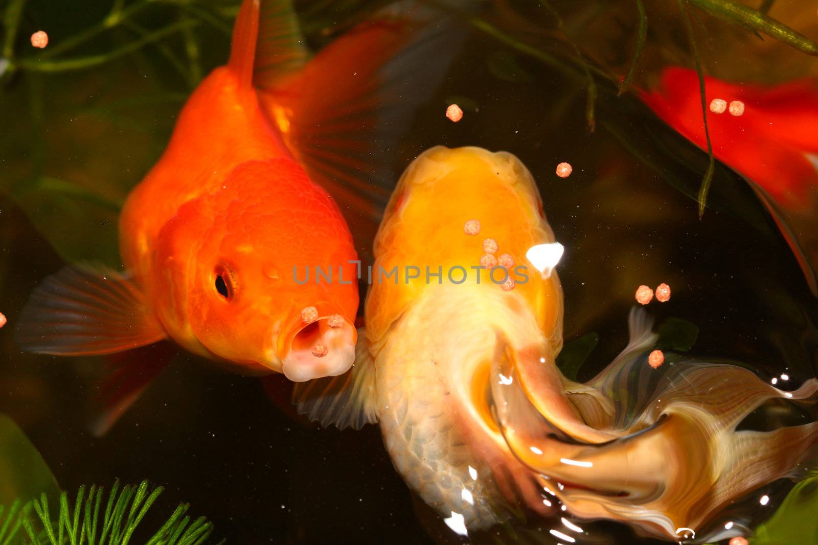 Gold fish. by bajita111122