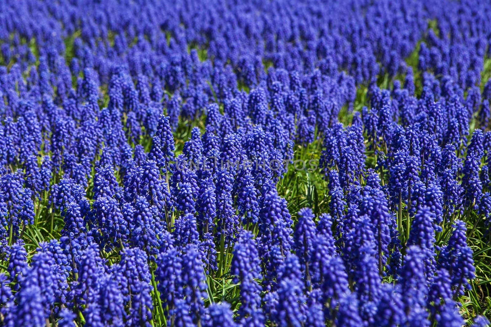 lavender flowers