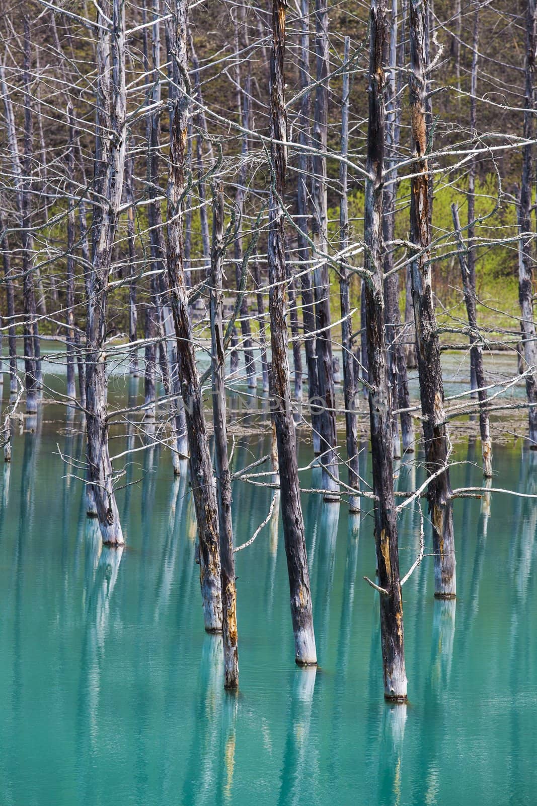 Blue Pond in Hokkaido, Japan