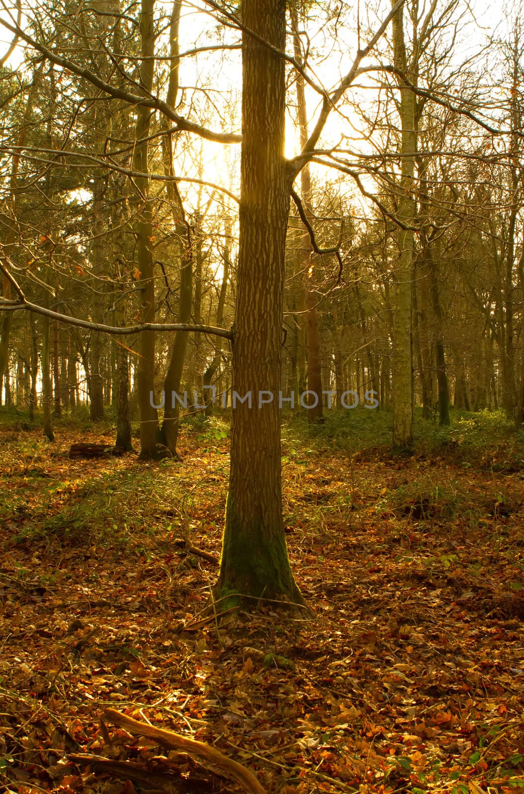 woods in the english countryside