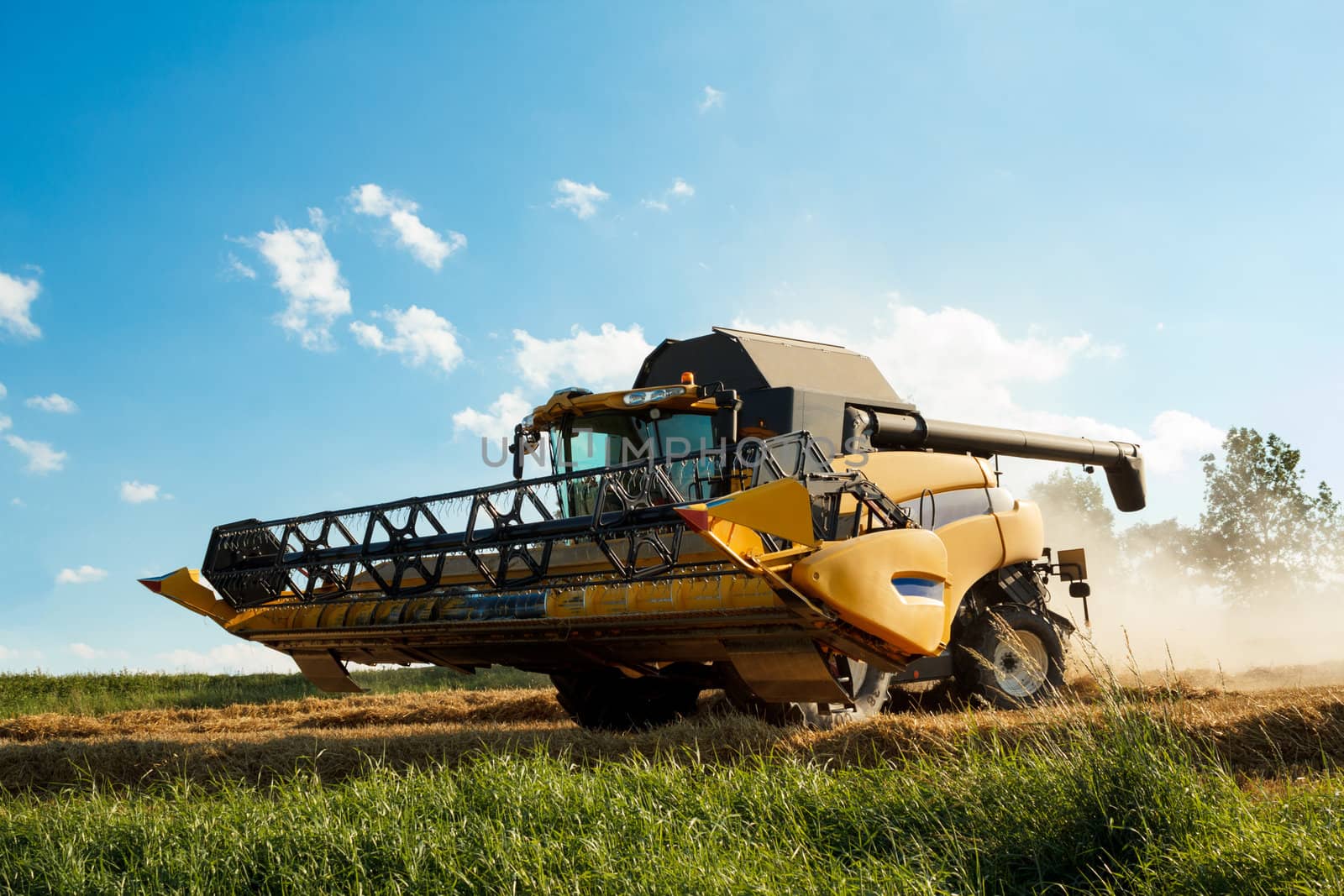 Yellov combine on field harvesting wheat in sunny weather