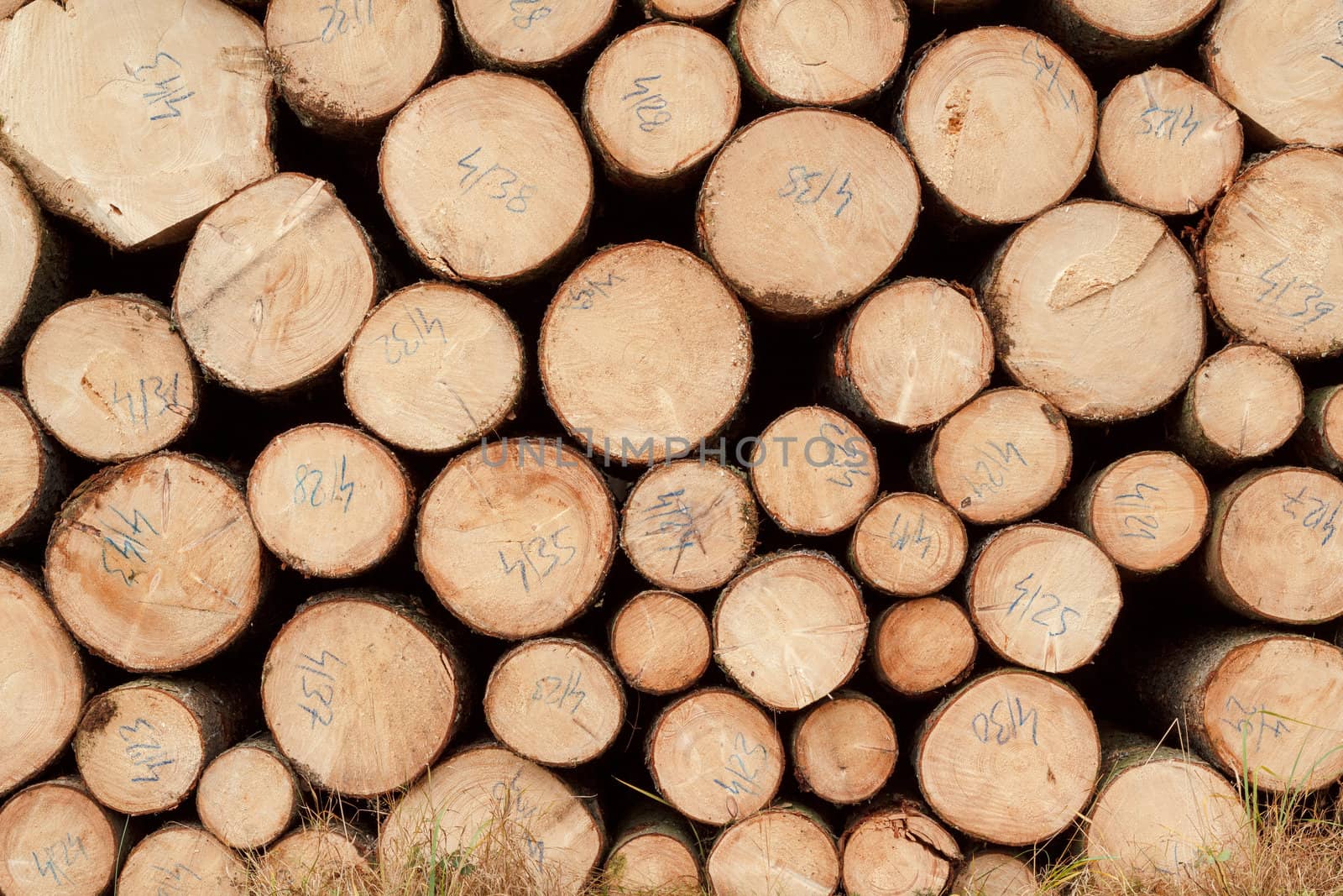 Pile of wood logs ready for winter 