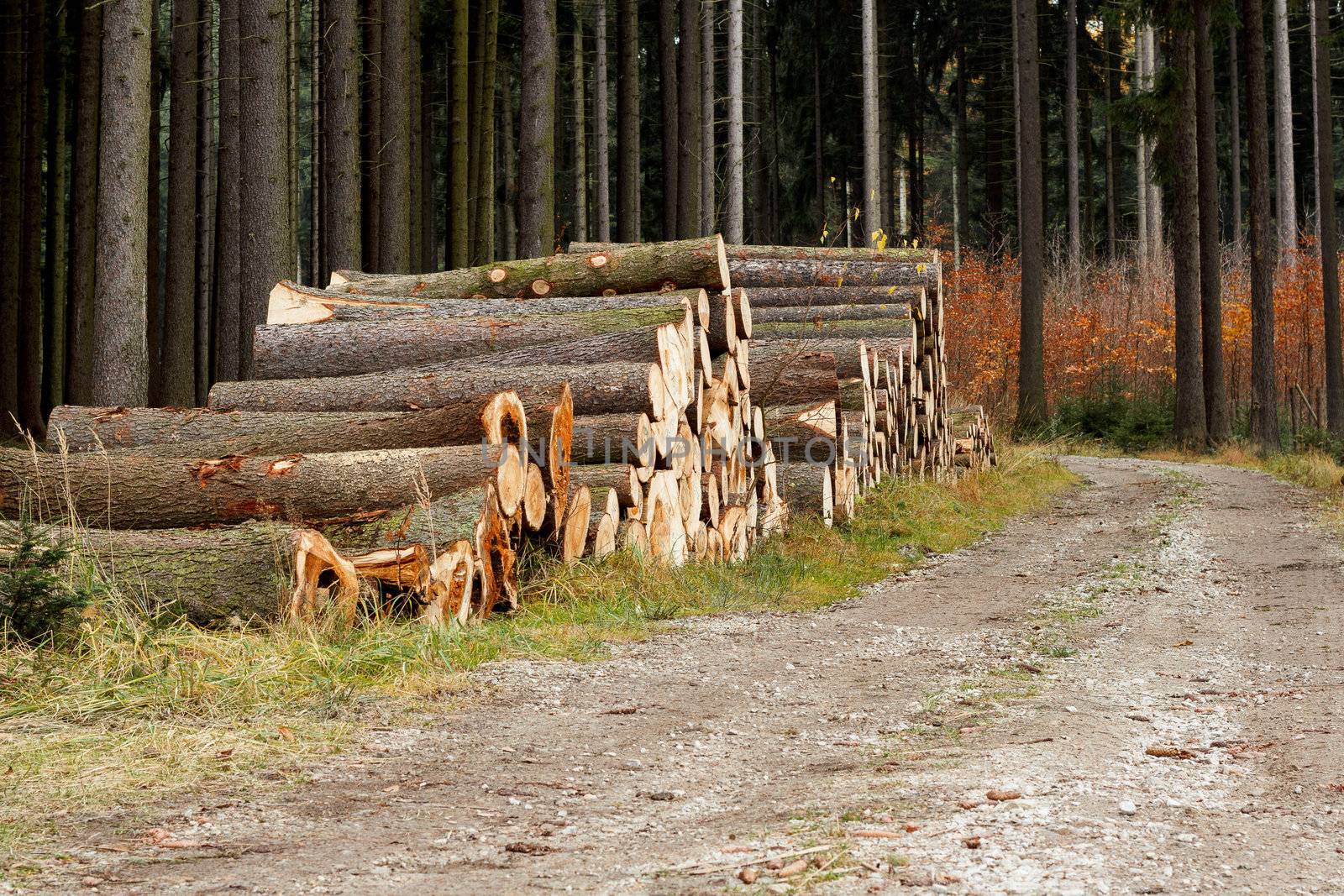Pile of wood near forest road logs ready for winter 