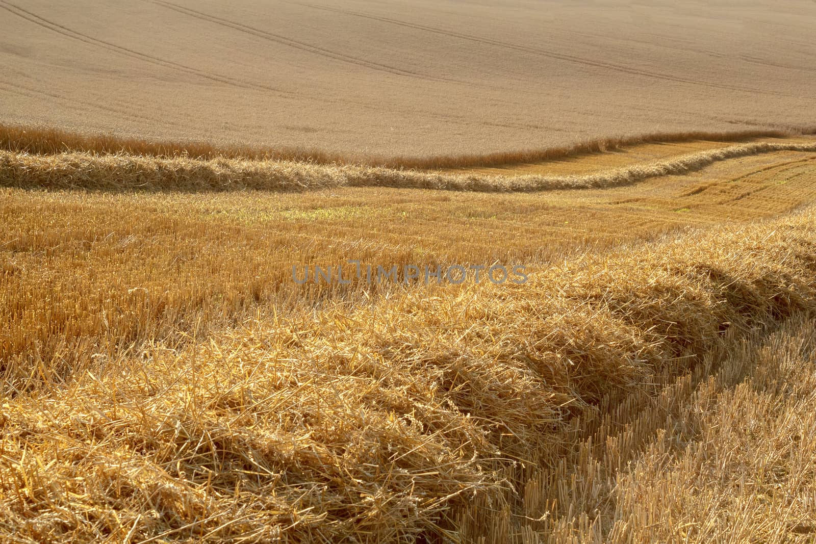 rural landscape, partially harvested gold wheat field