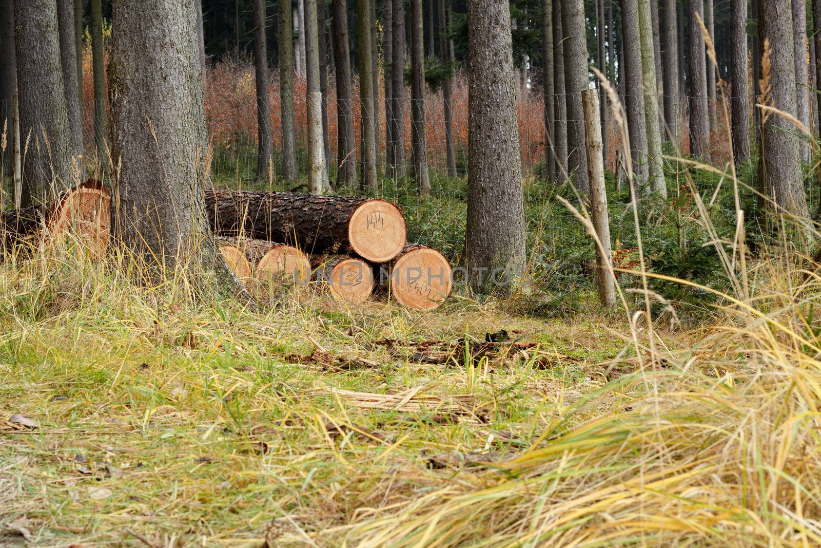 Pile of wood in forest grass road logs ready for winter 