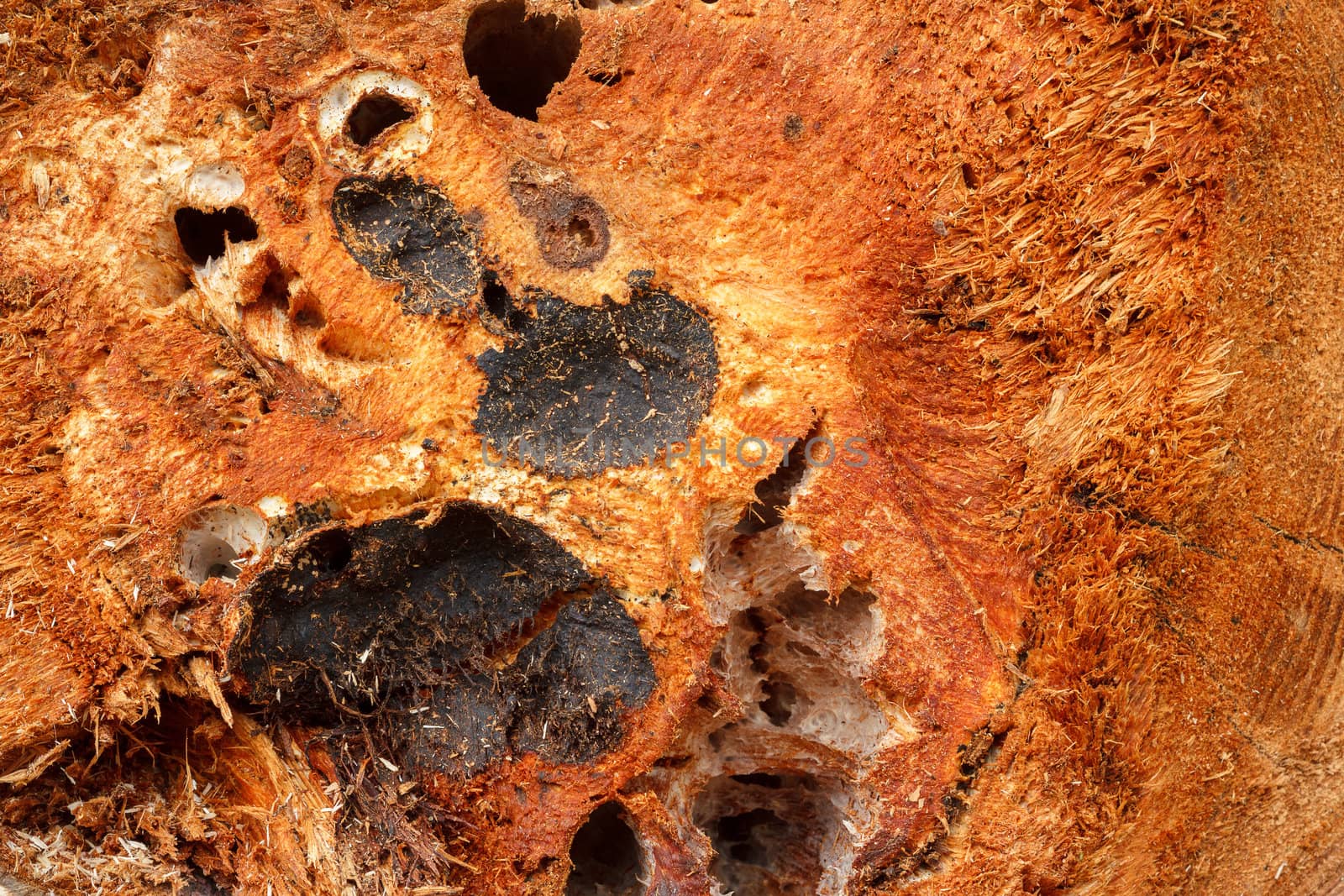 detail of natural wood for grunge background