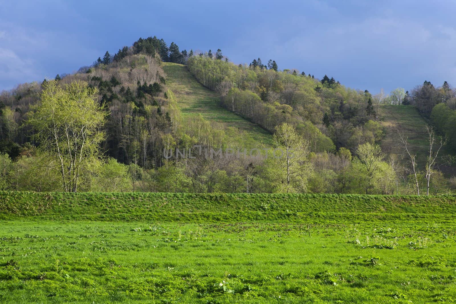 green grass, trees and mountain