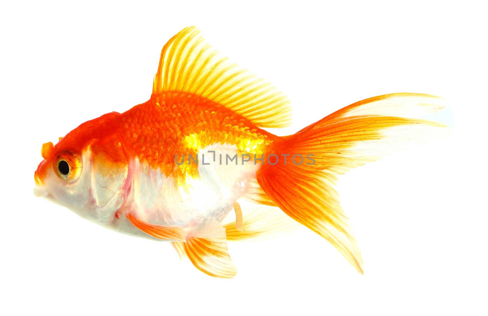 Gold fish. Isolation  on the white by bajita111122