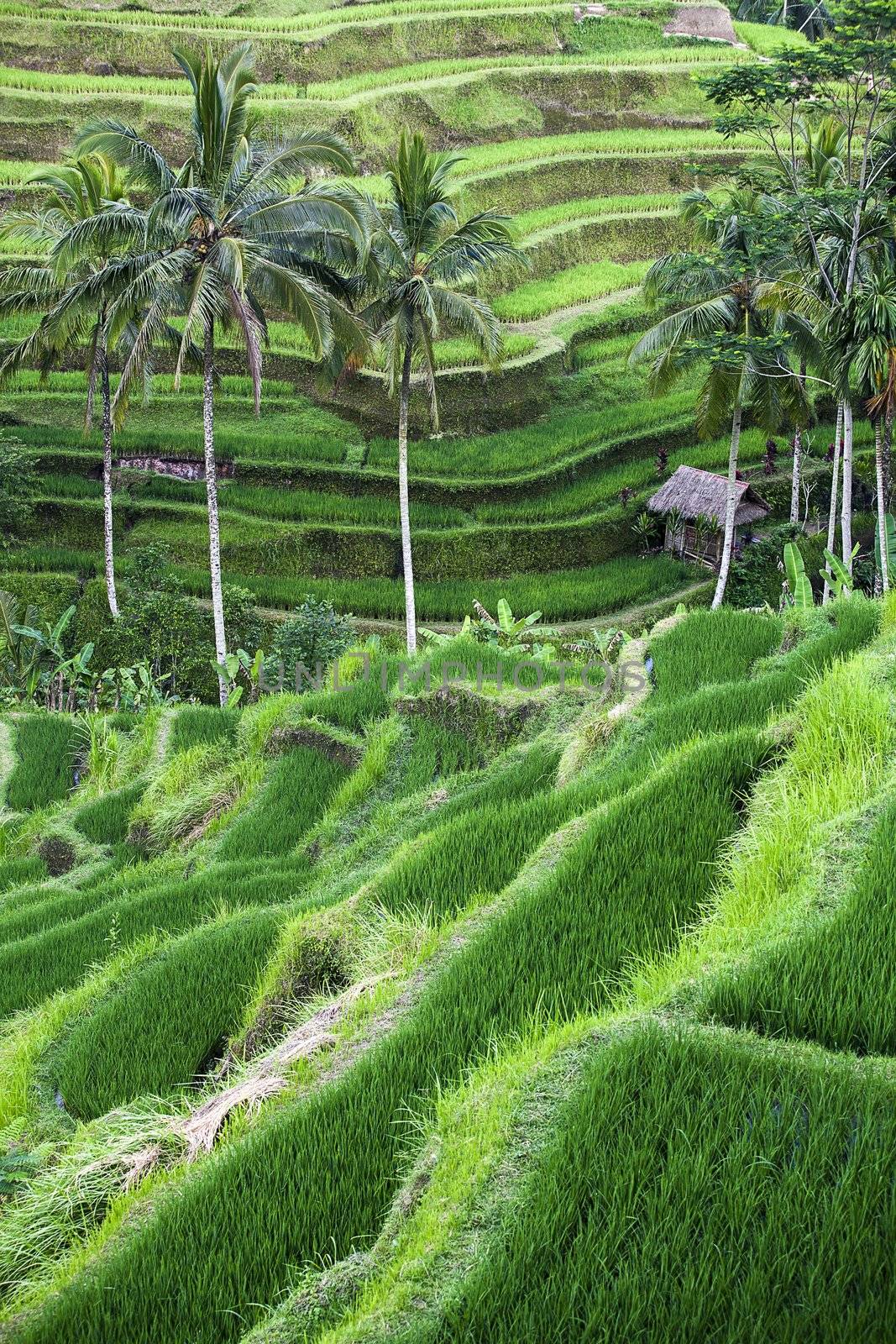 terraced rice-fields step in Bali