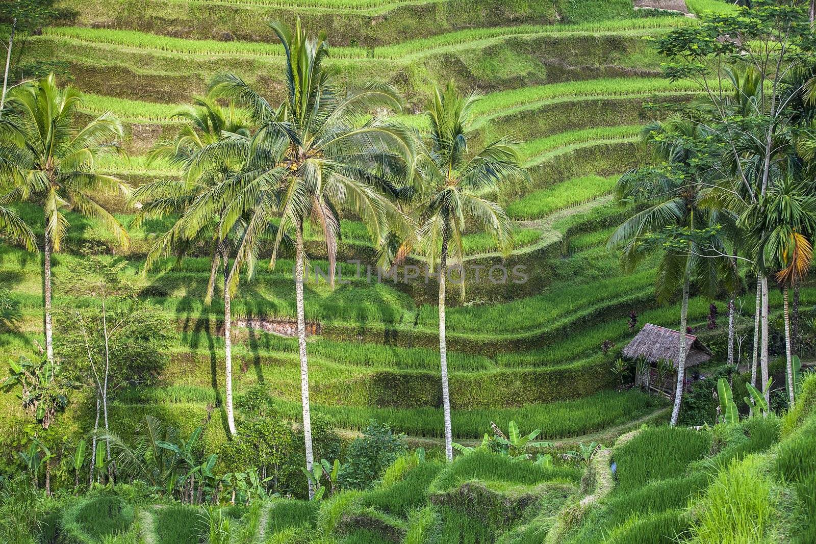 terraced rice-fields step in Bali