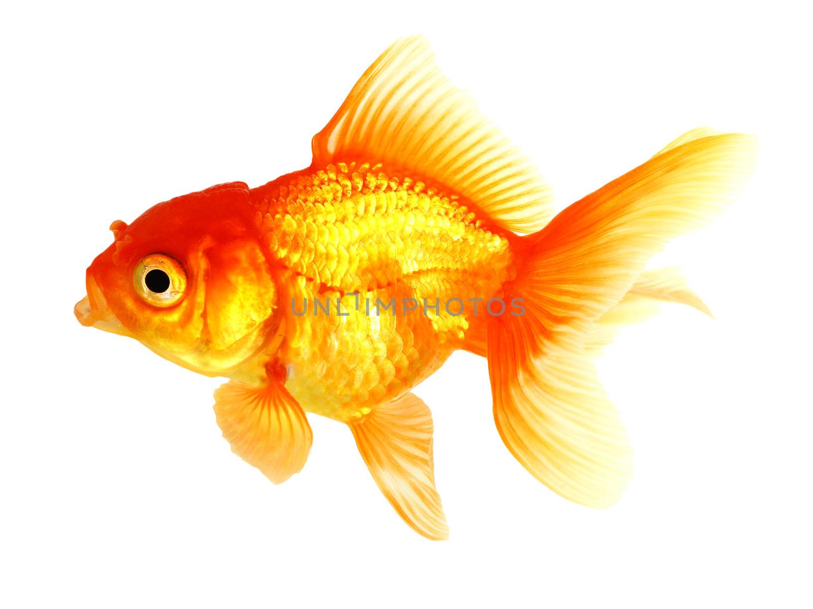 Gold fish. Isolation on the white by bajita111122