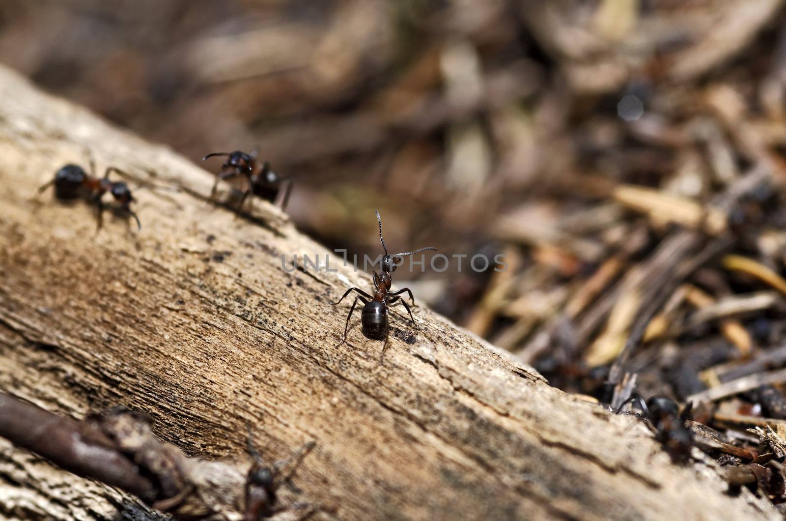 anthill closeup