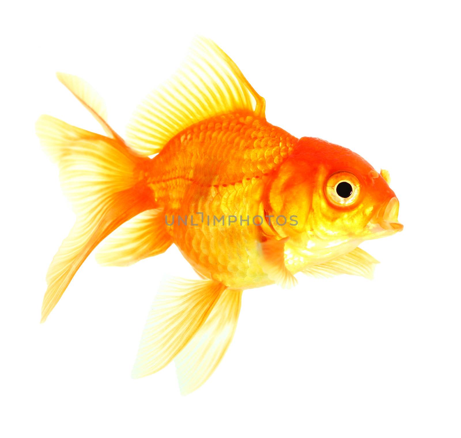 Gold fish. Isolation on the white by bajita111122