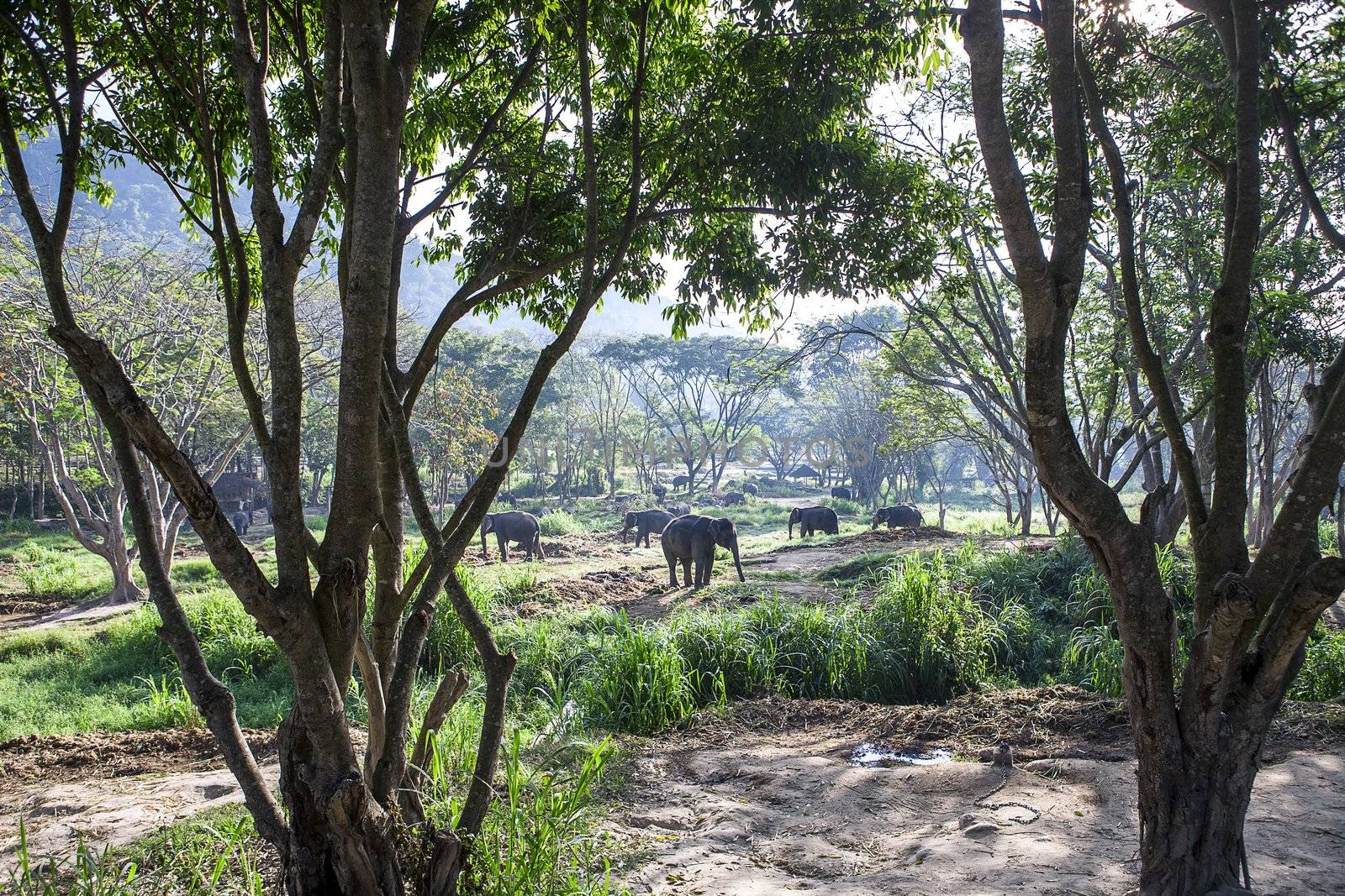 Asia elephant stand in the farm, Thailand