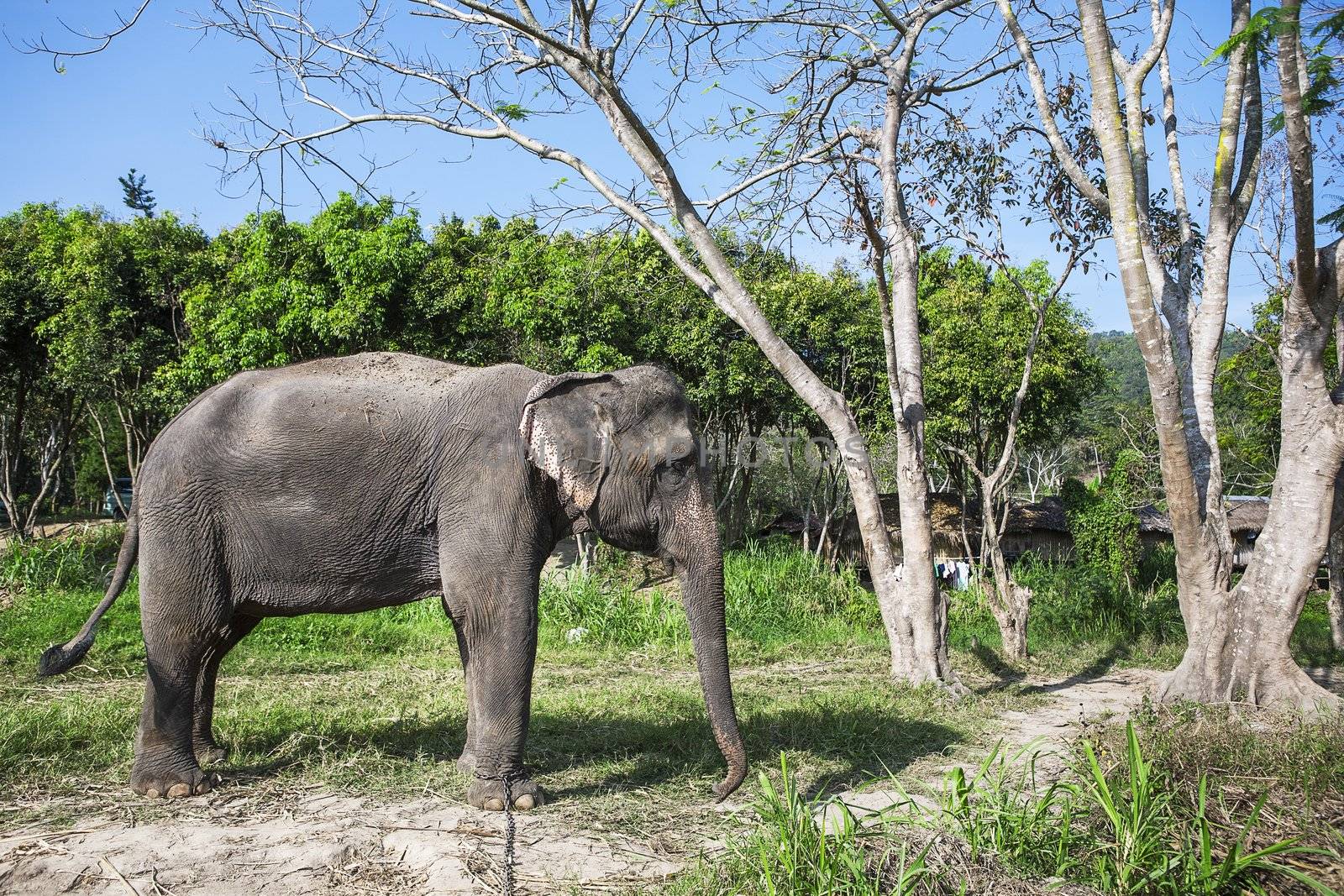 Asia elephant stand in the farm, Thailand