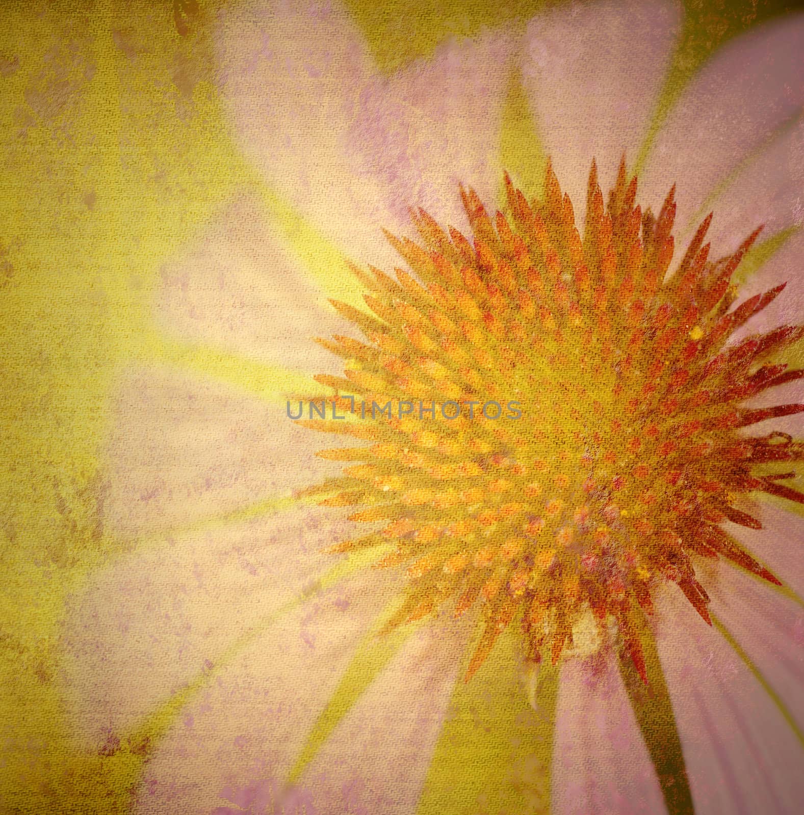 grunge daisy canvas texture background