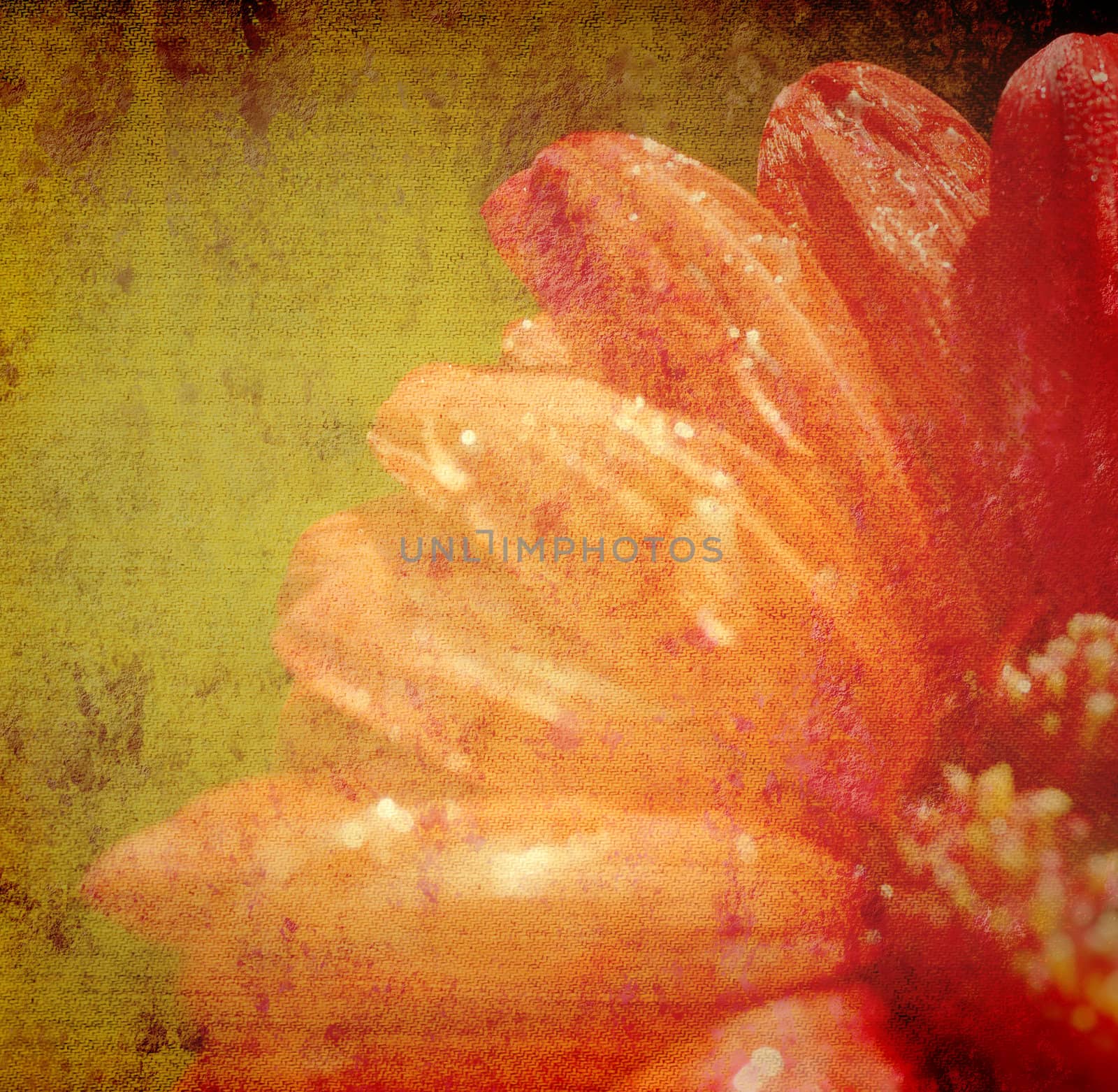 grunge red flower background by Carche