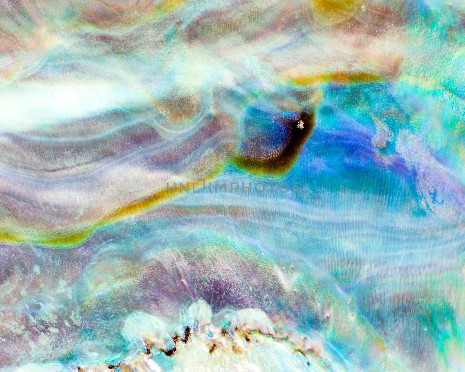 Iridescent nacre mother-of-pearl inner side of Paua, Perlemoen or Abalone shell macro background texture pattern