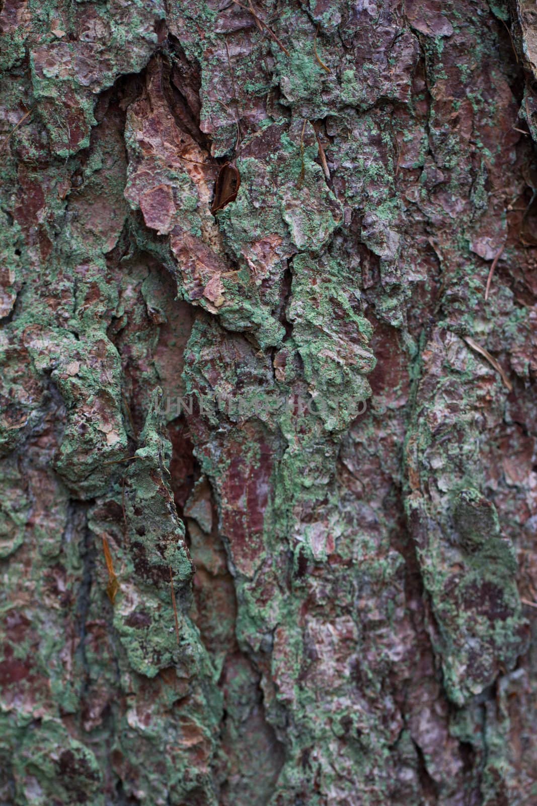 A close up of the bark of an oak tree