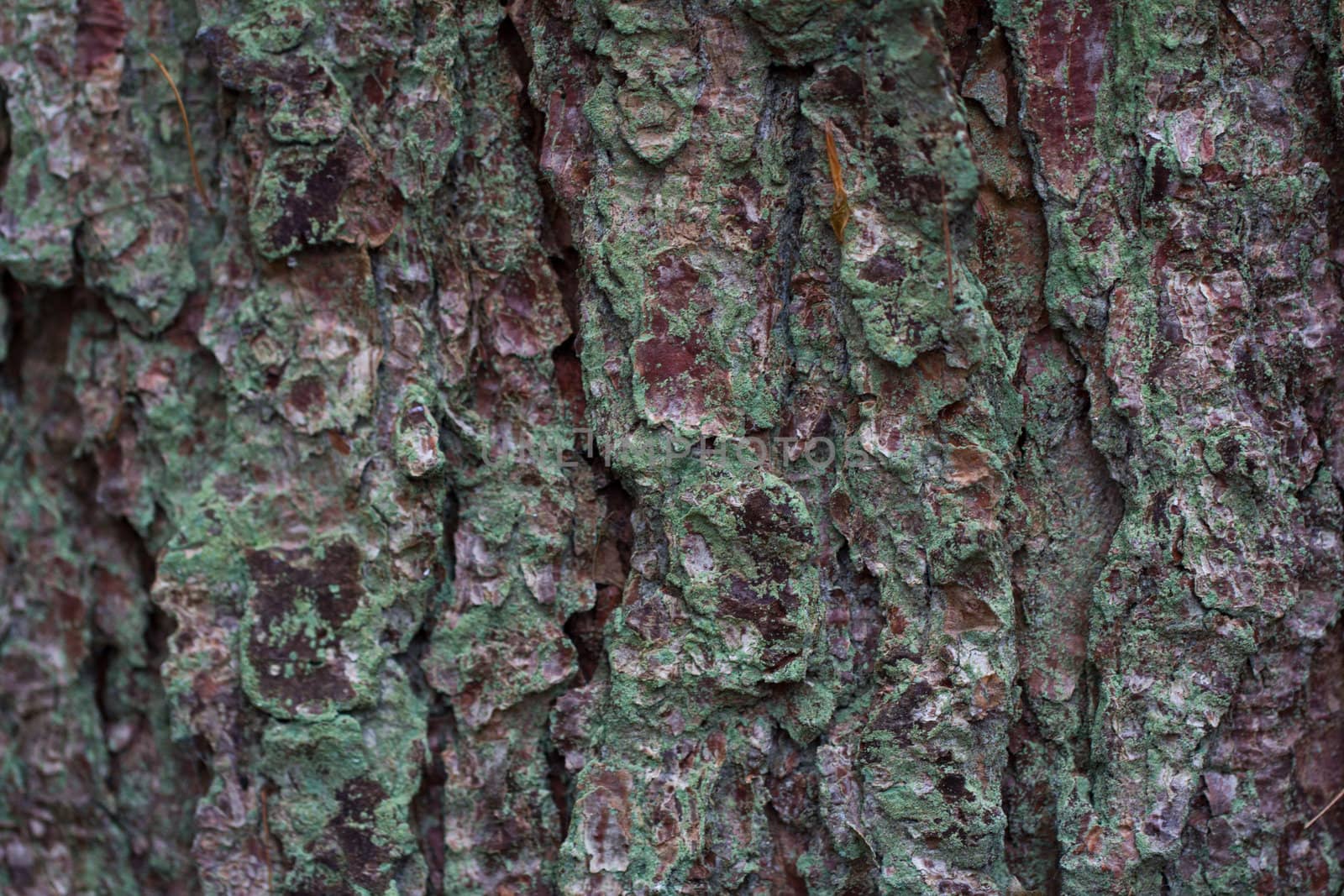 A background of green tinged bark