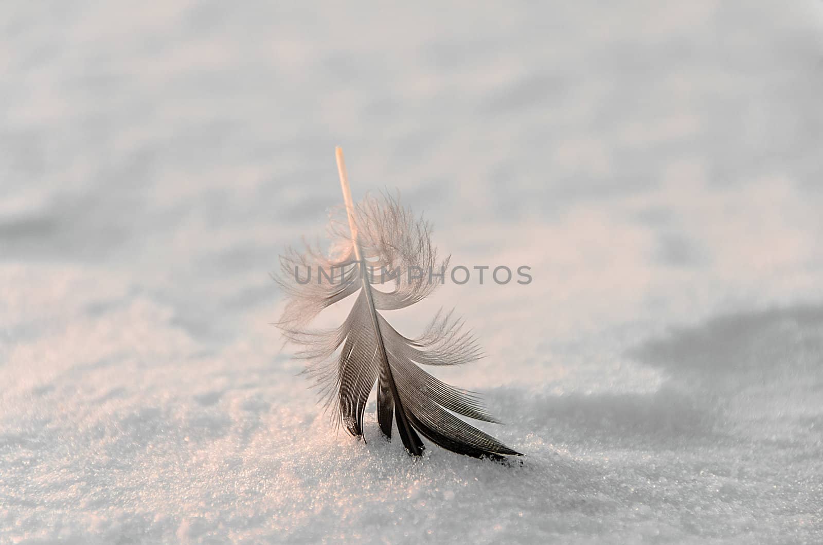 bird feather in the snow