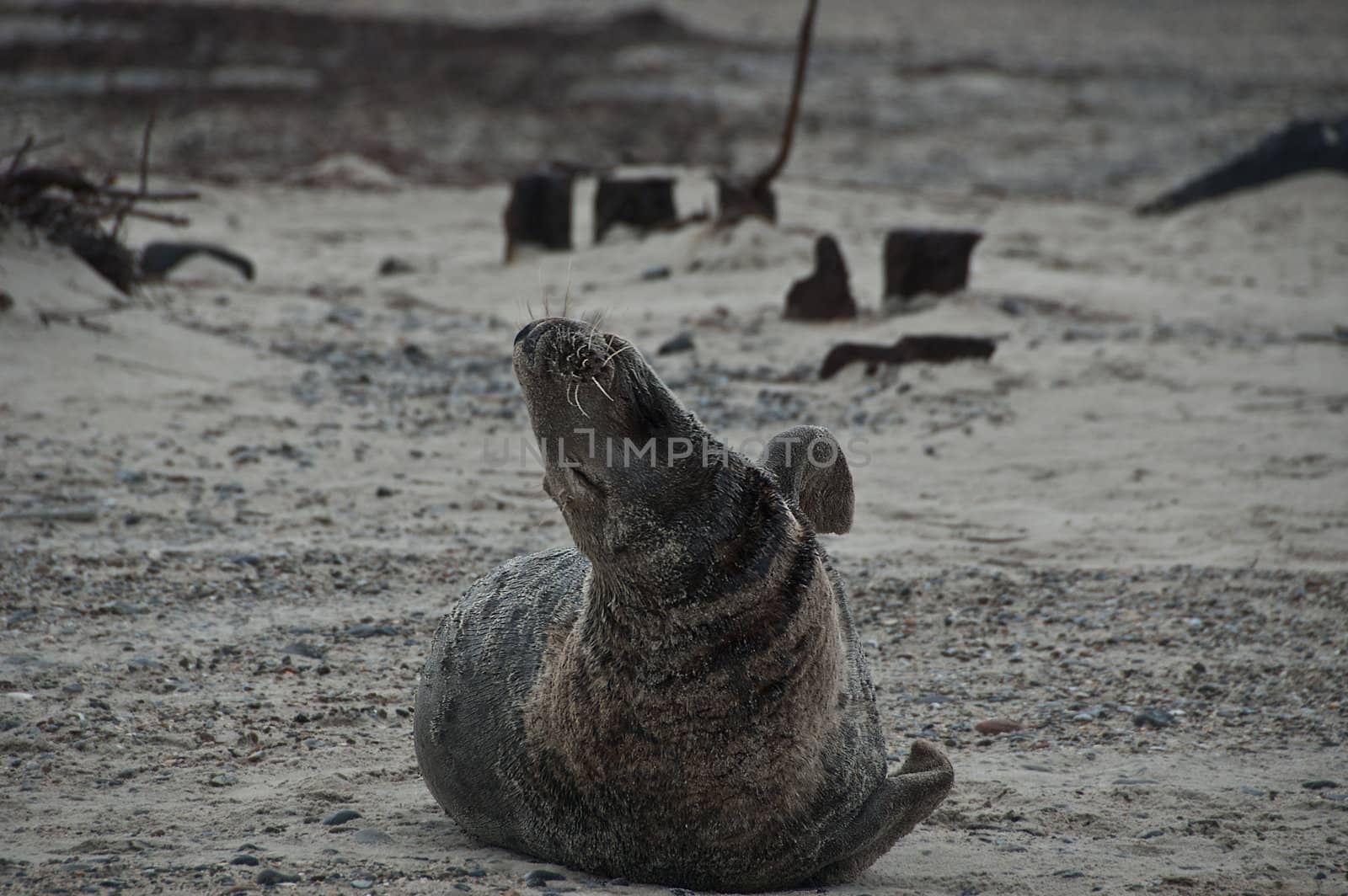 grey seal in january Helgoland dunes