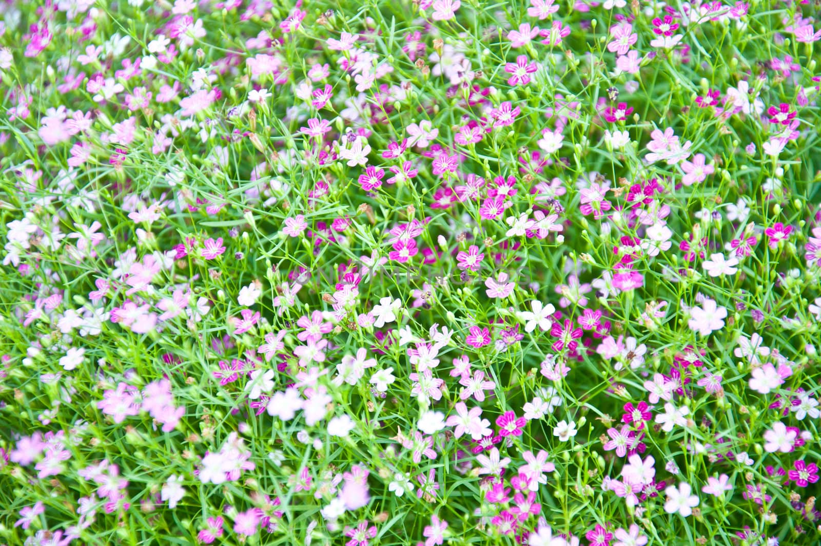 little violet flower and bokeh from nature