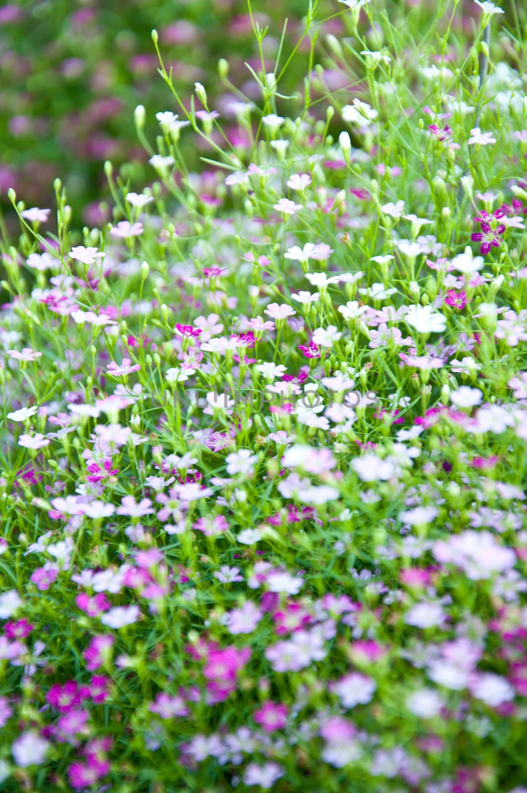 little violet flower and bokeh from nature