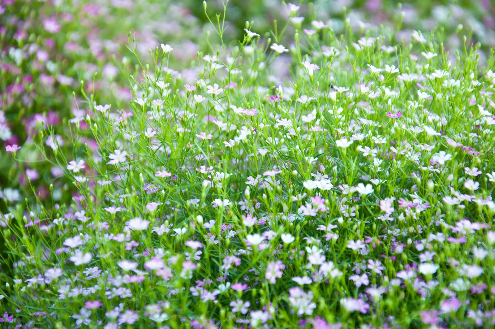 little violet flower and bokeh from nature