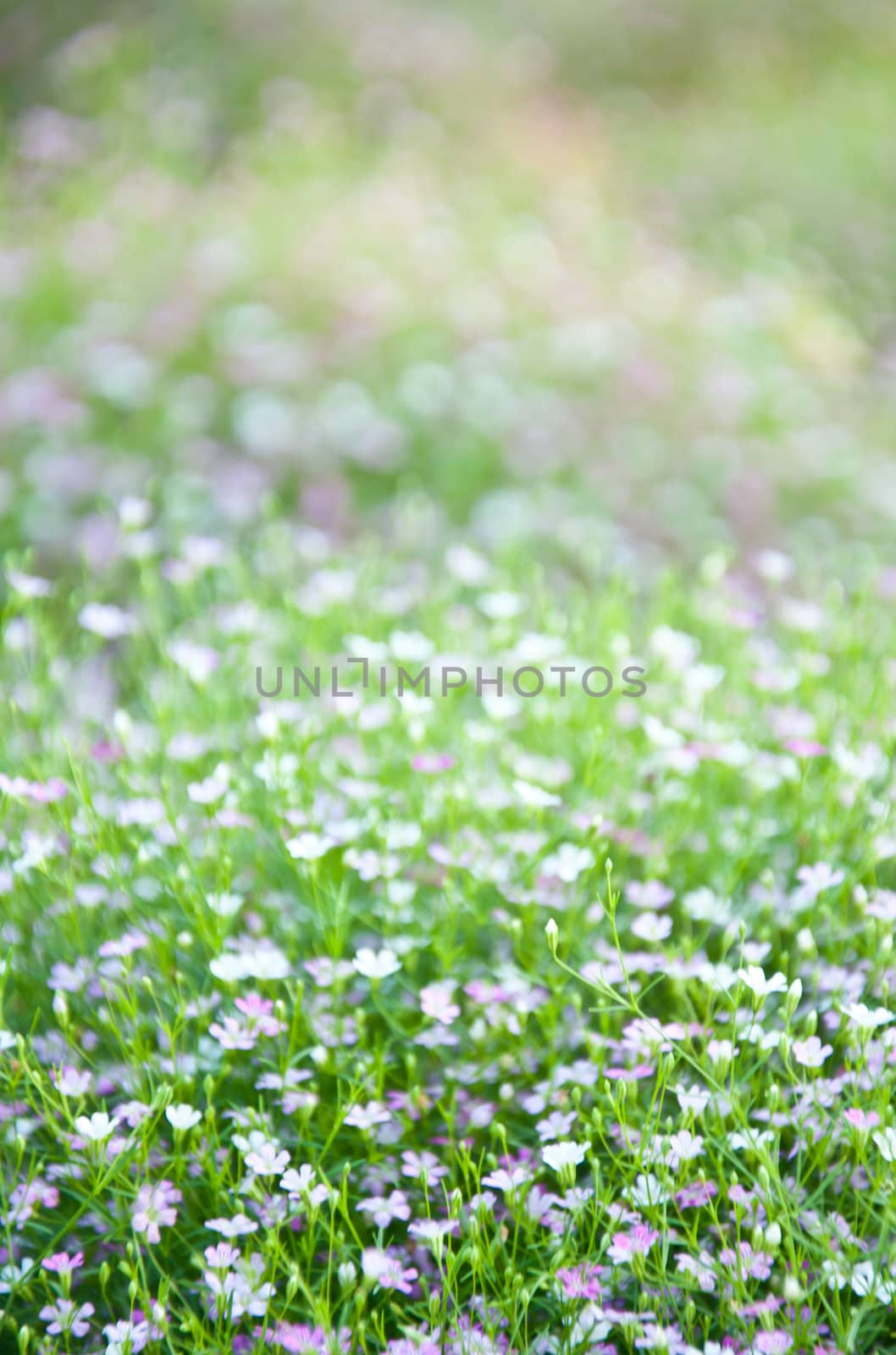 little violet flower and bokeh from nature