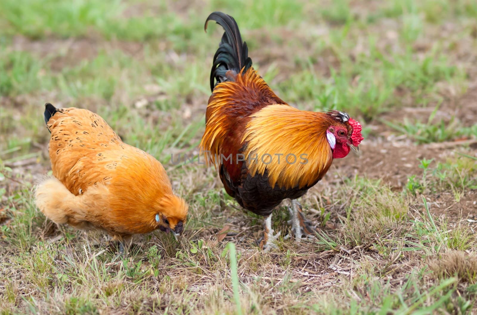 Pair of two free range Bantam chickens live animals cock and hen forage for food