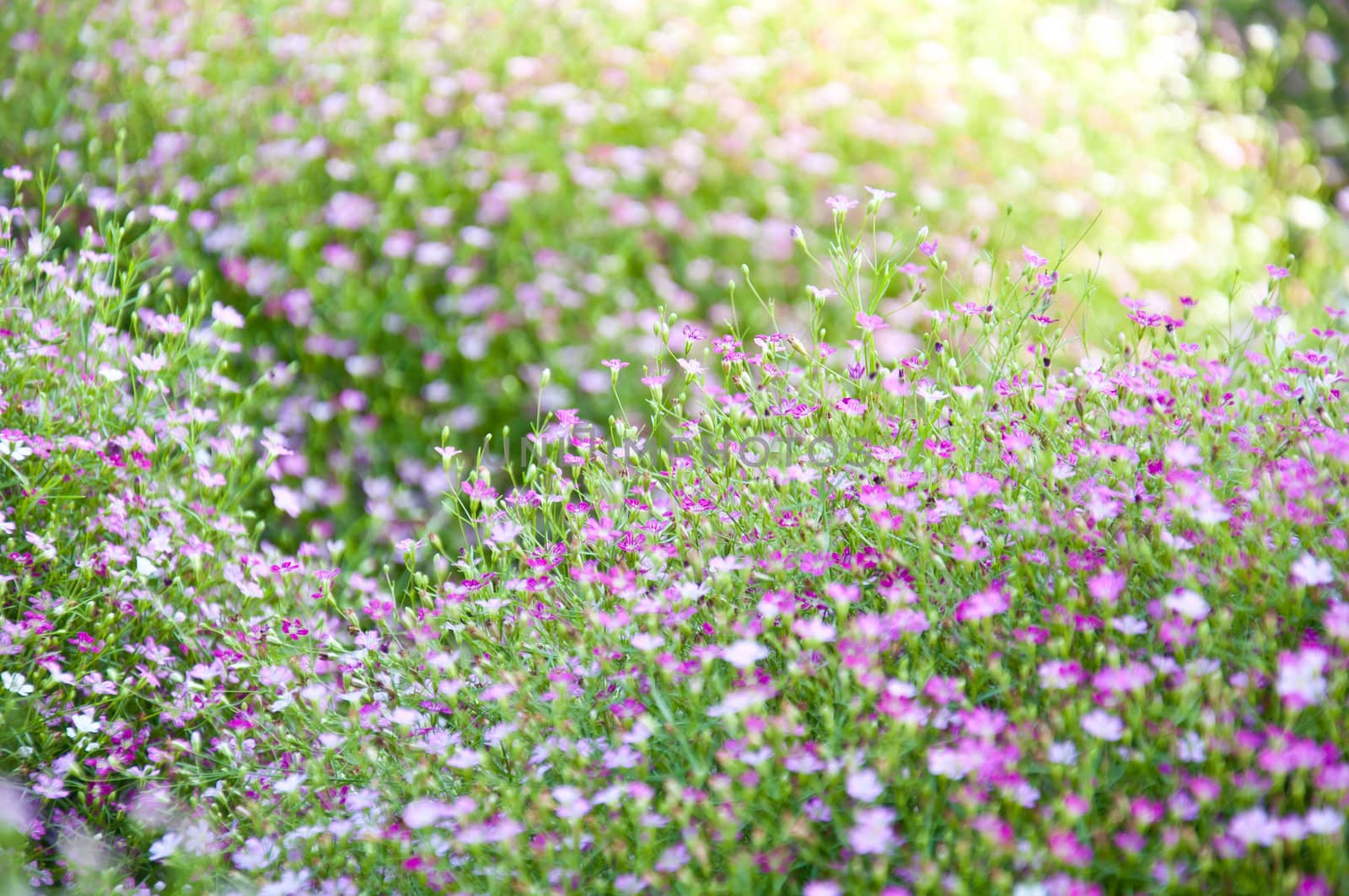 little violet flower and bokeh from nature