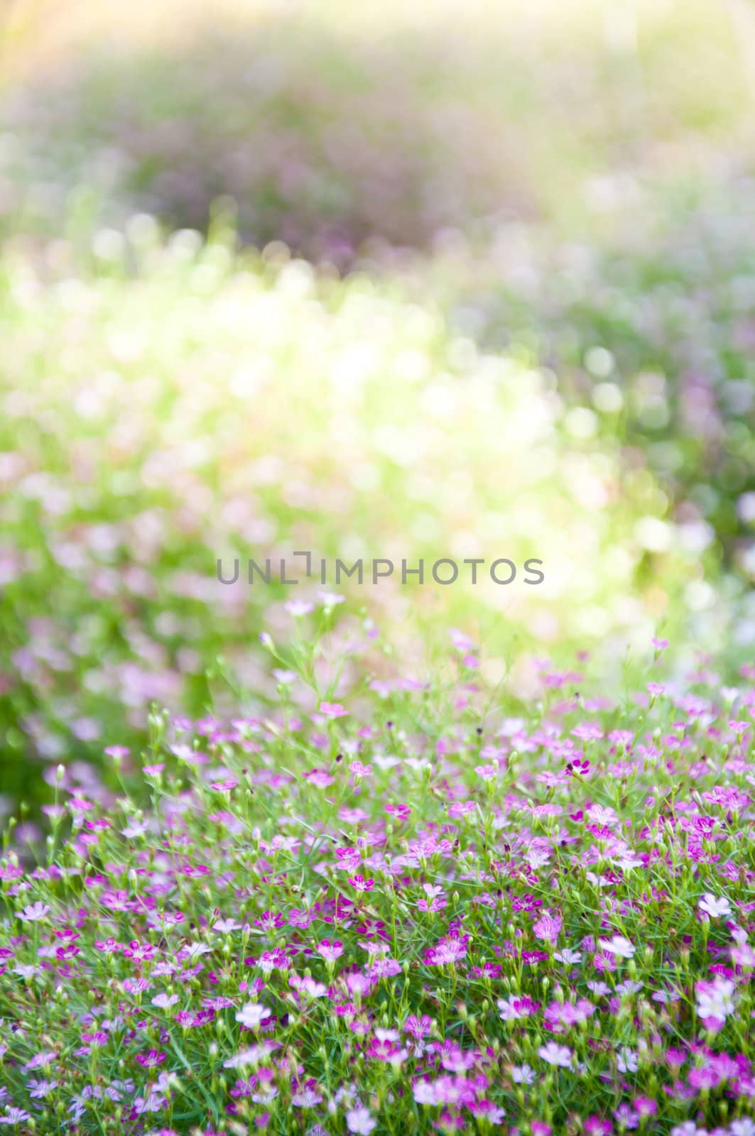 little violet flower and bokeh from nature