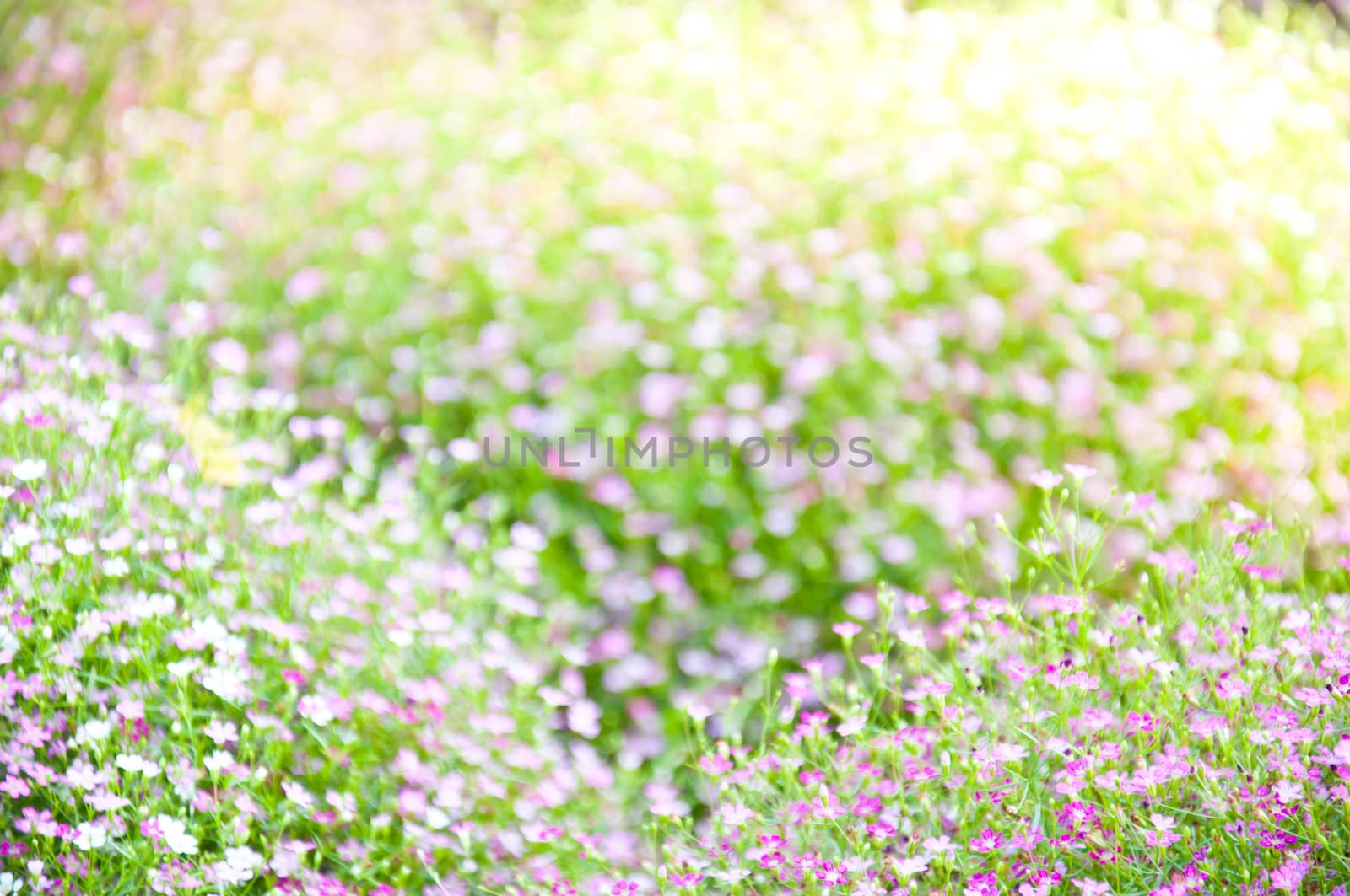 little violet flower and bokeh from nature