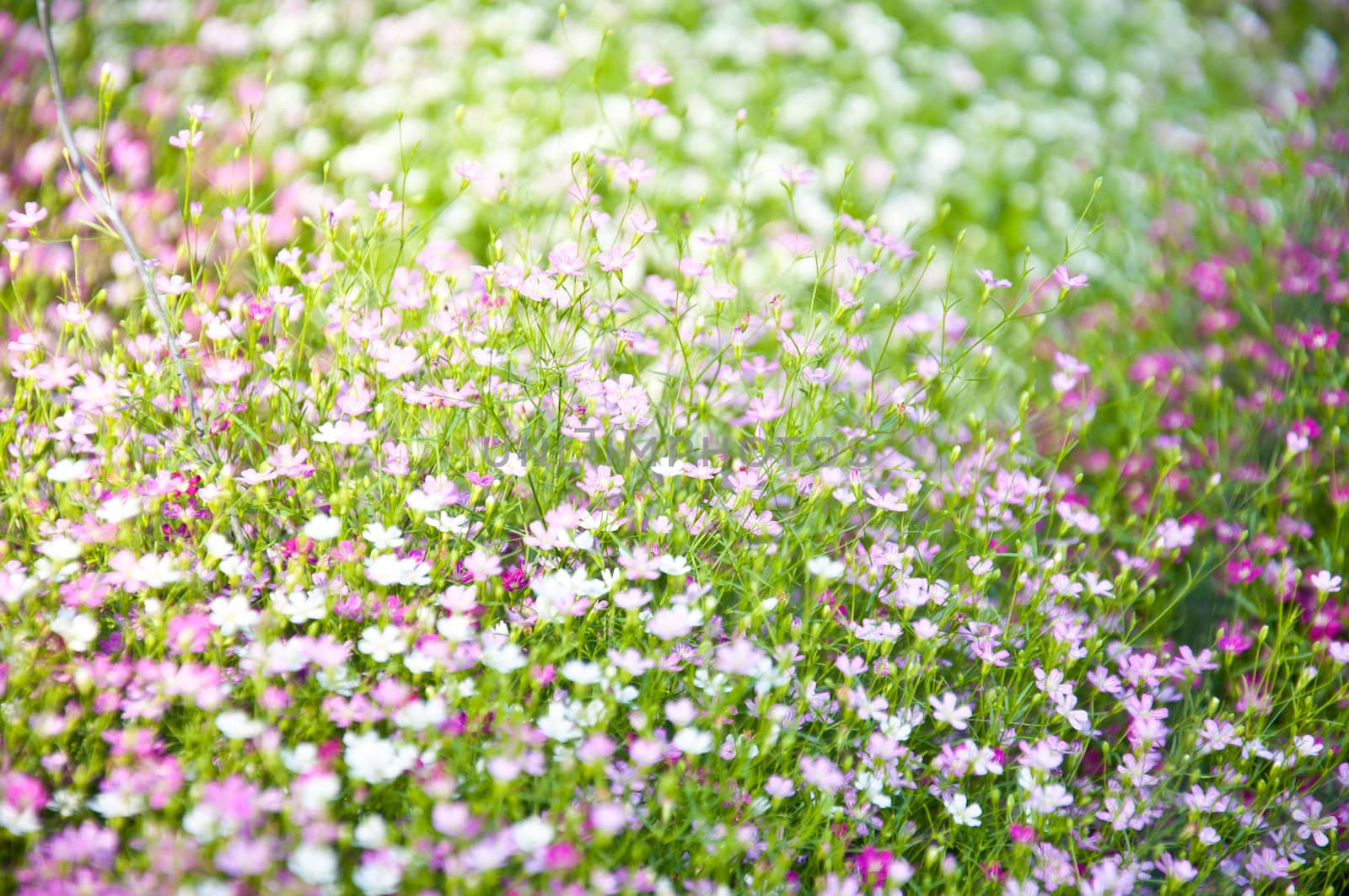 little violet flower and bokeh from nature