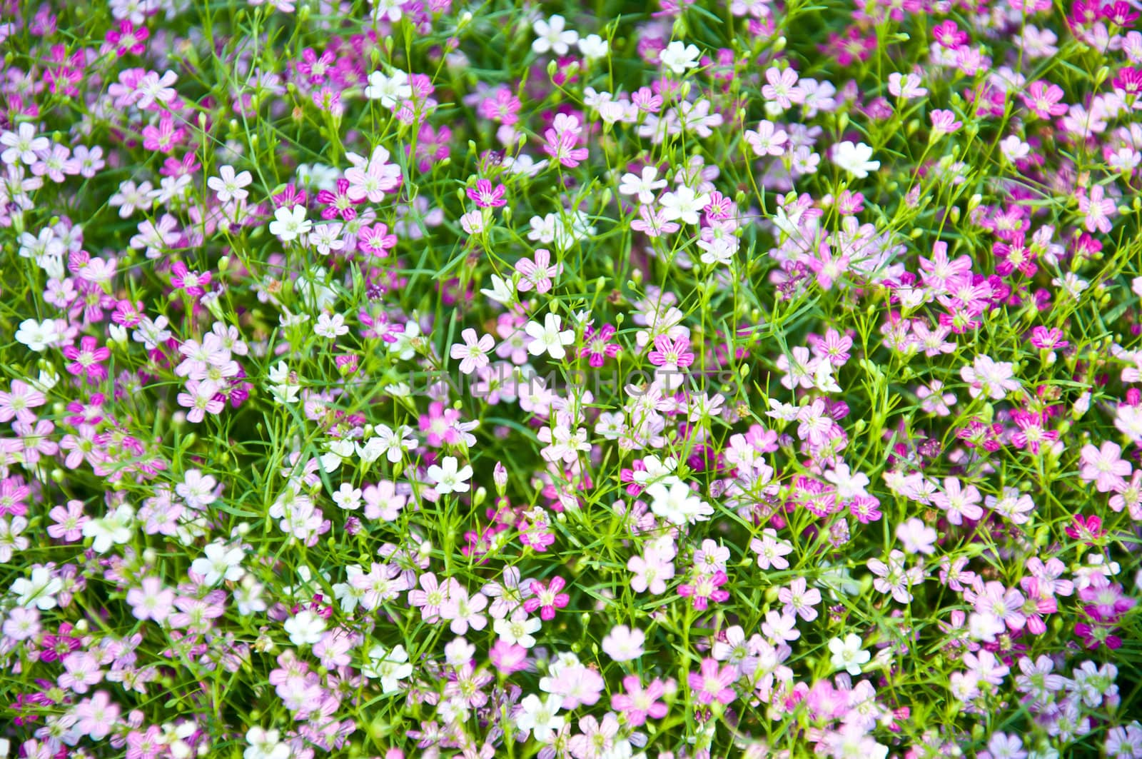 little violet flower and bokeh from nature