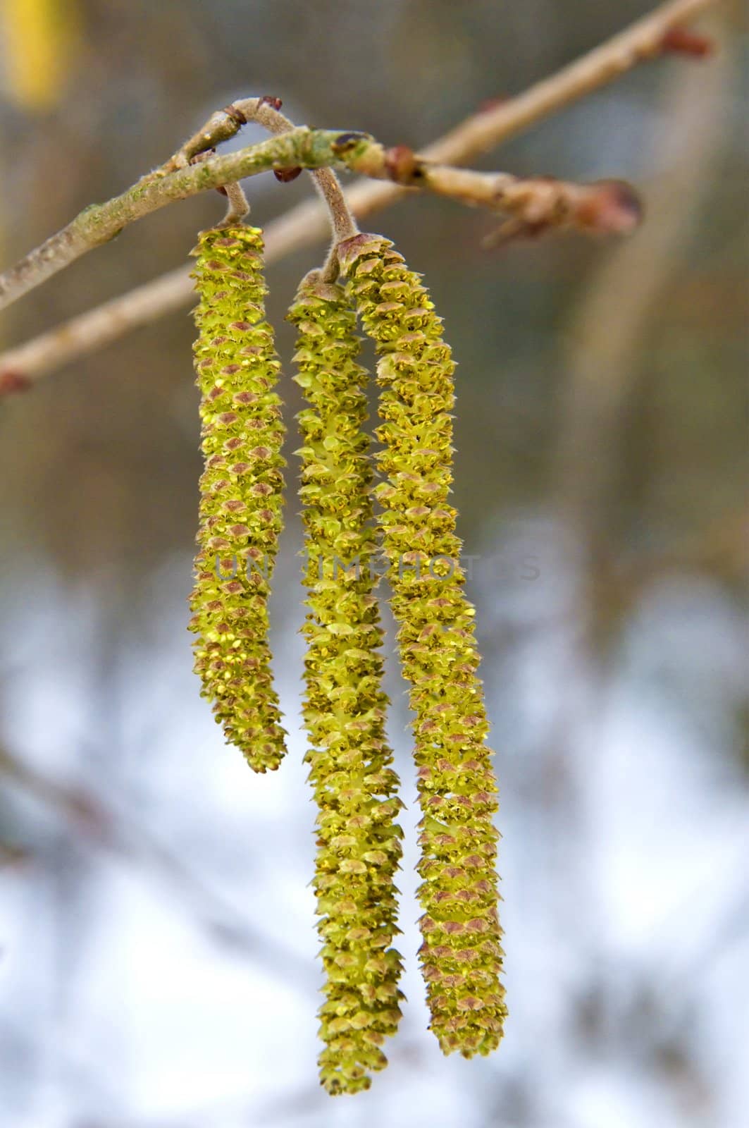 Hazelnut bloom by Jochen