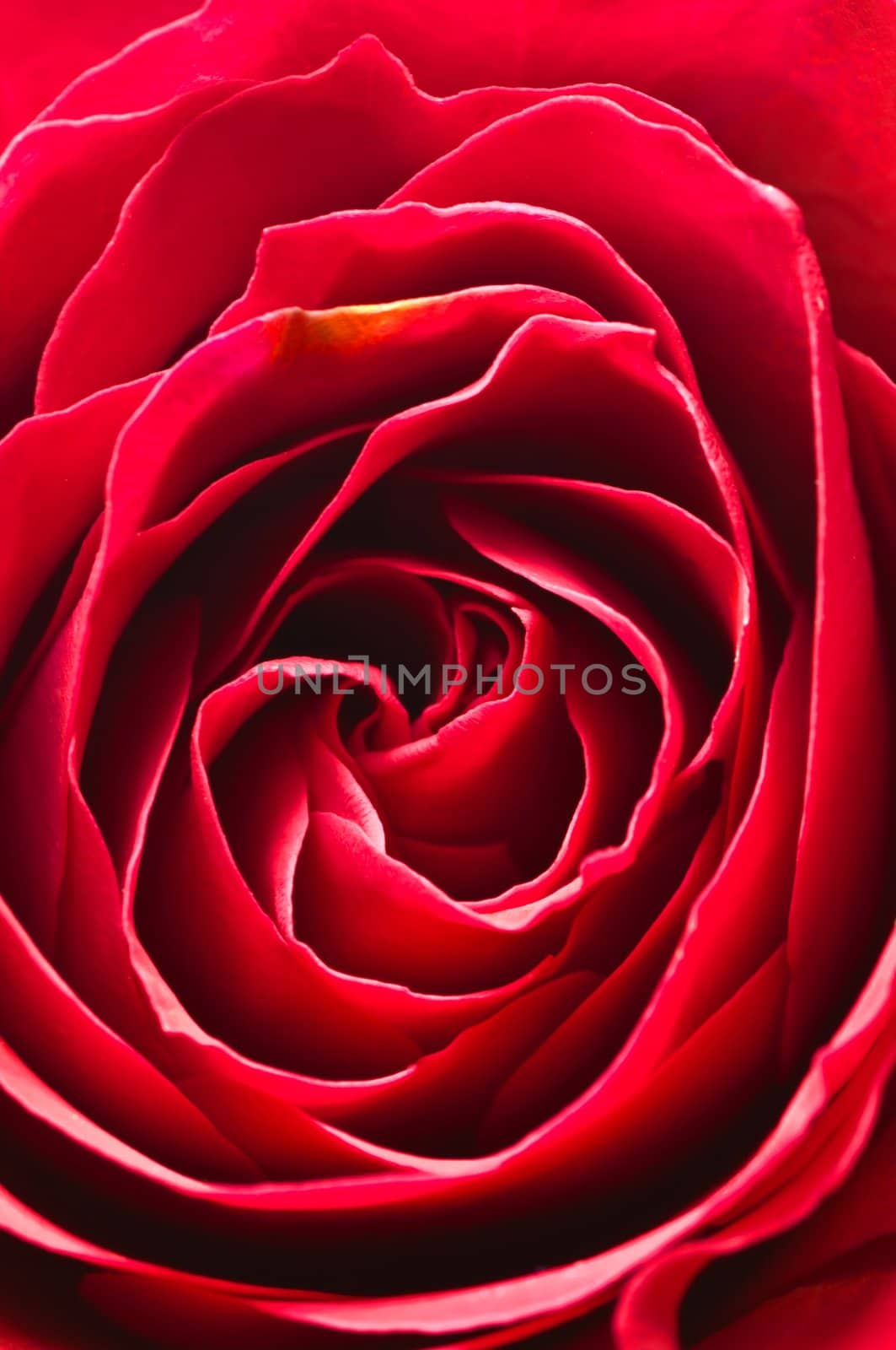 Red rose by Jochen
