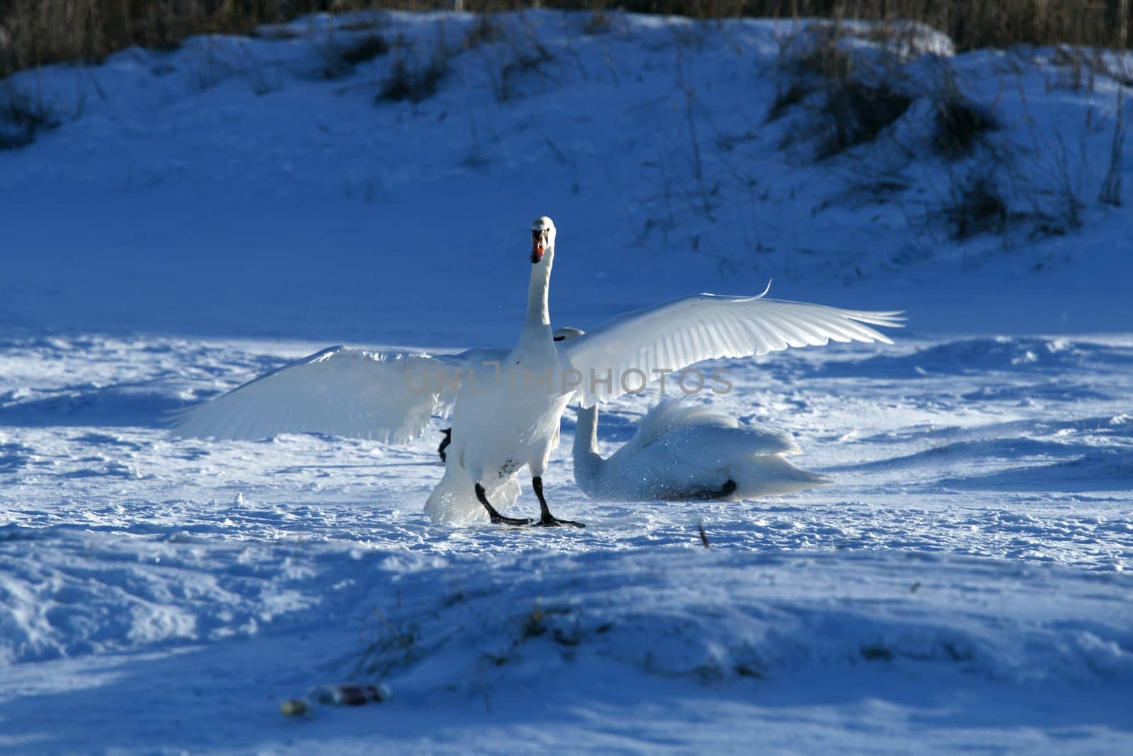 White swan  by andrei_kolyvanov