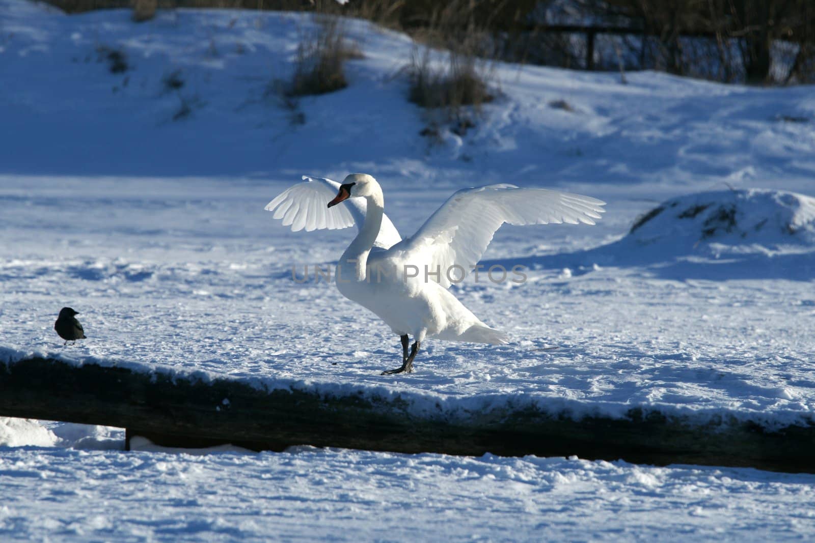 The swan has spread wings